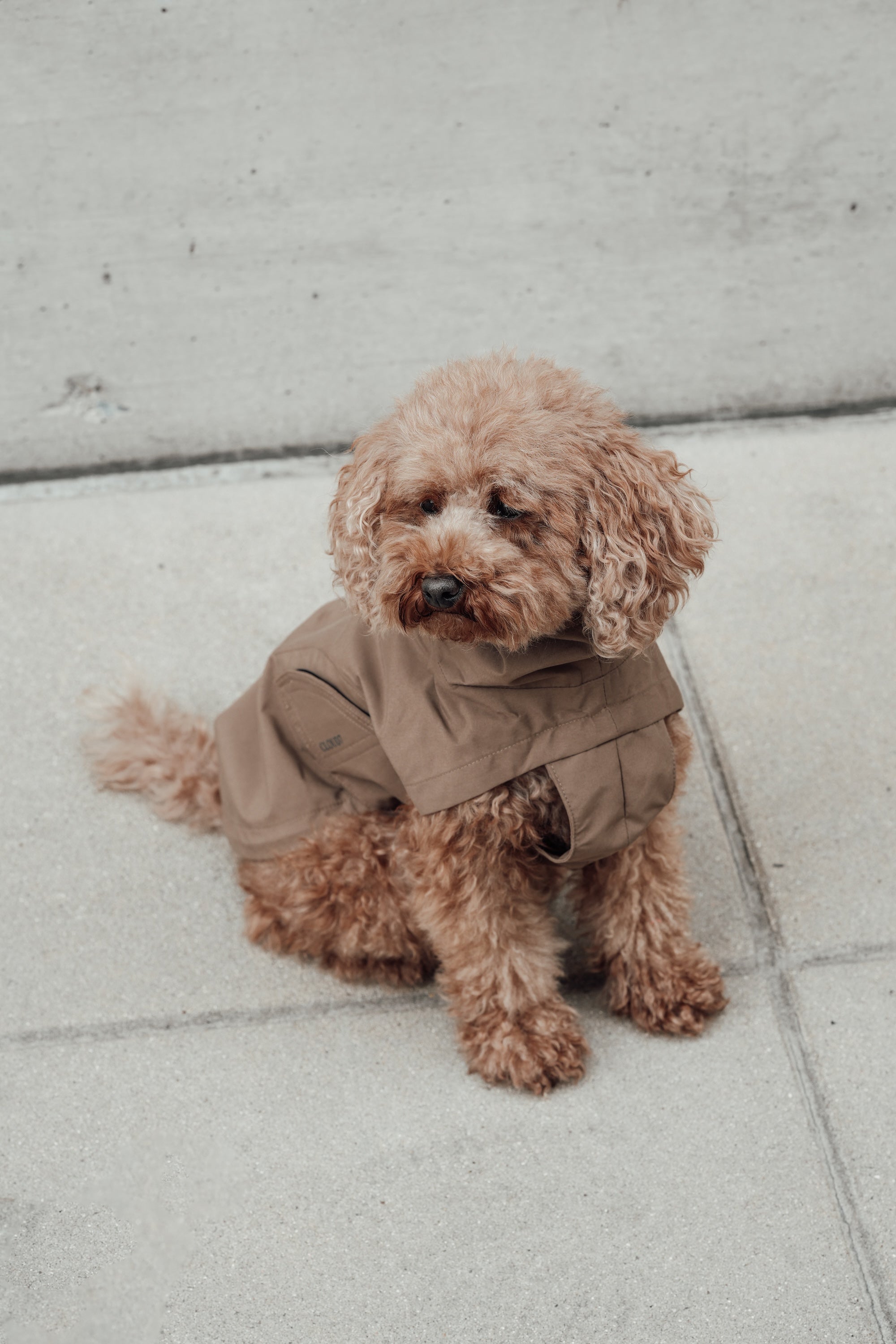 Cloud7 Hunderegenmantel Dublin Sandy Brown Regenmantel für Hunde Regenmantel für Dackel