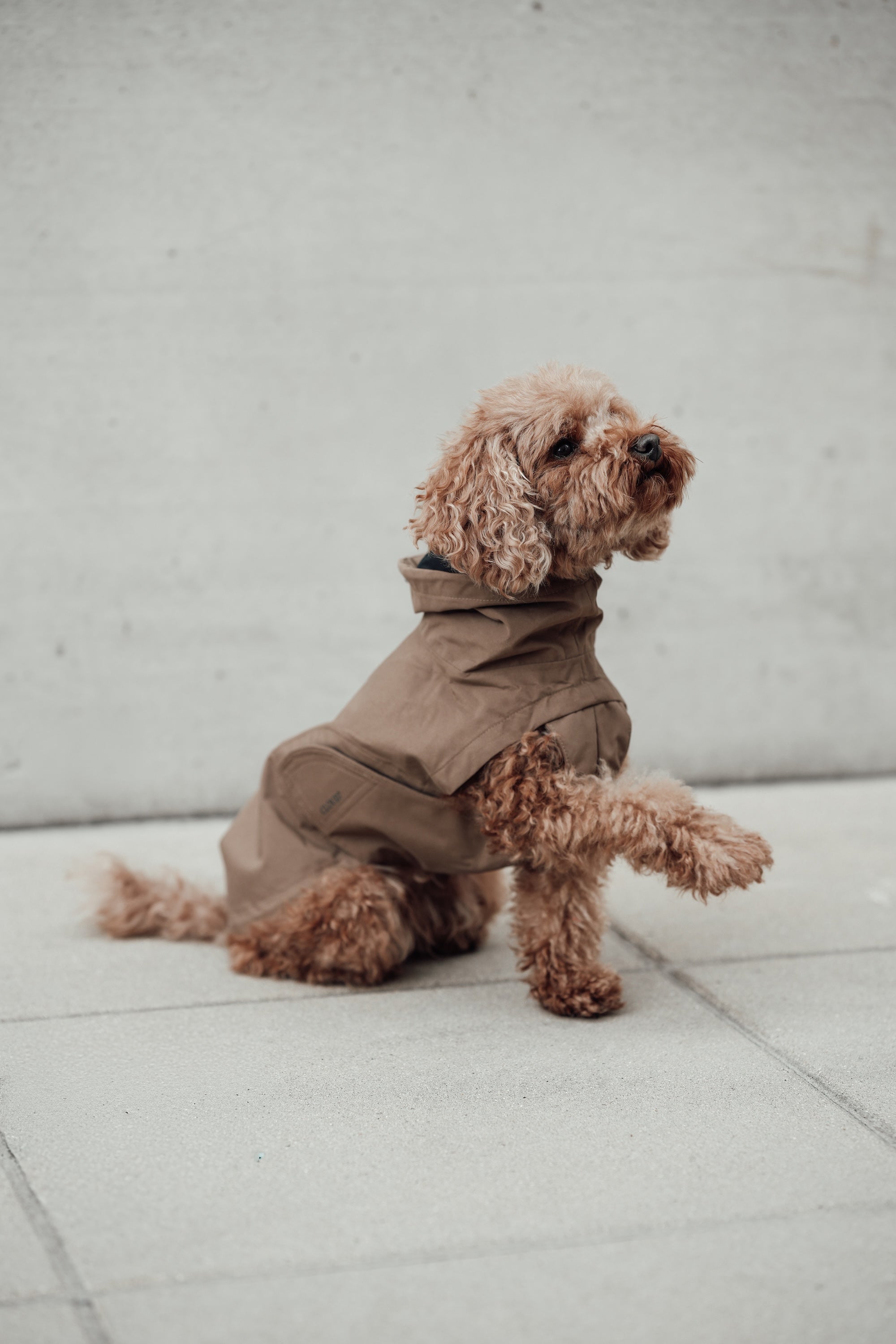Cloud7 Hunderegenmantel Dublin Sandy Brown Regenmantel für Hunde wasserdicht winddicht
