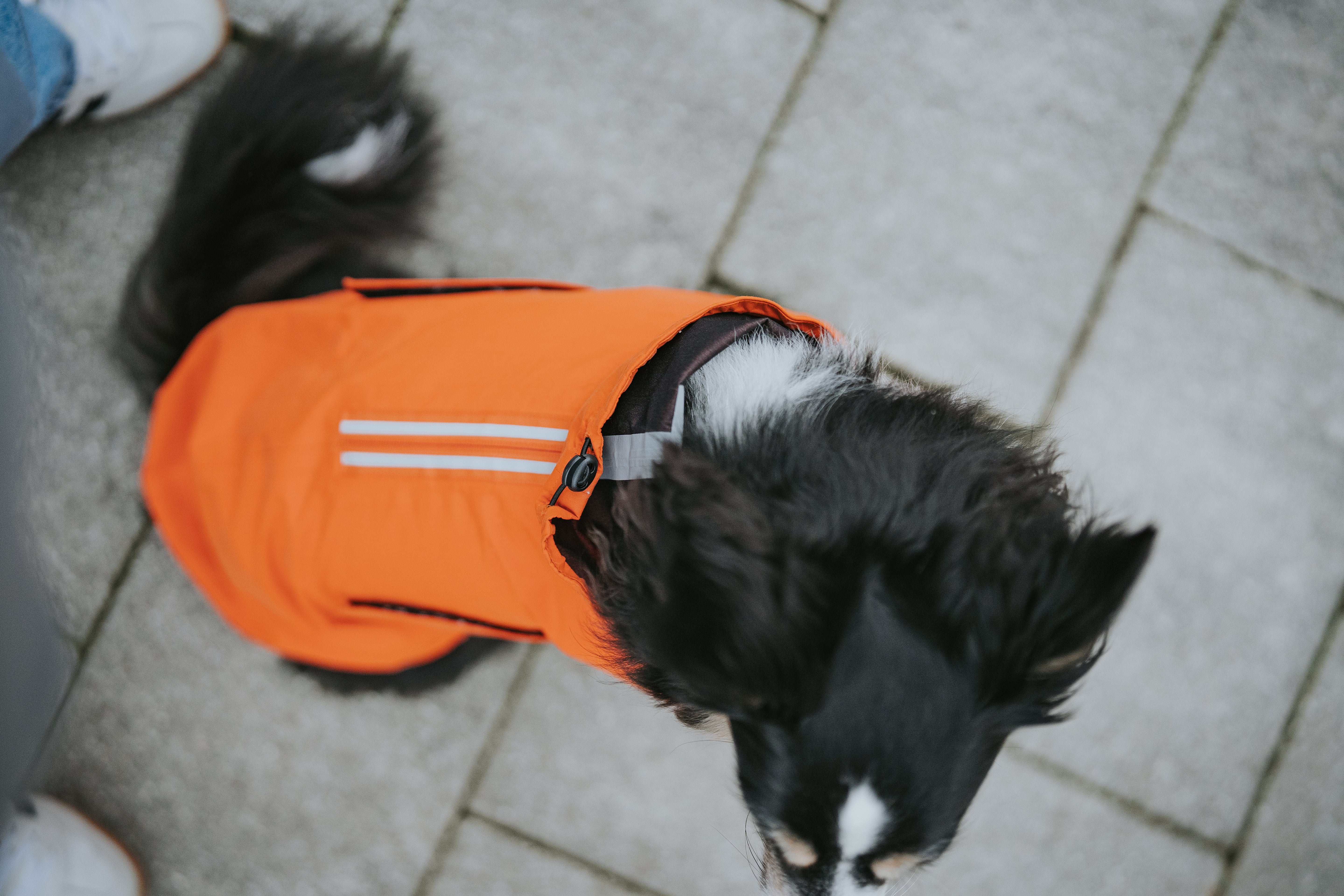 Cloud7 Hunderegenmantel Dublin Orange Hunderegenmantel Bauchschutz