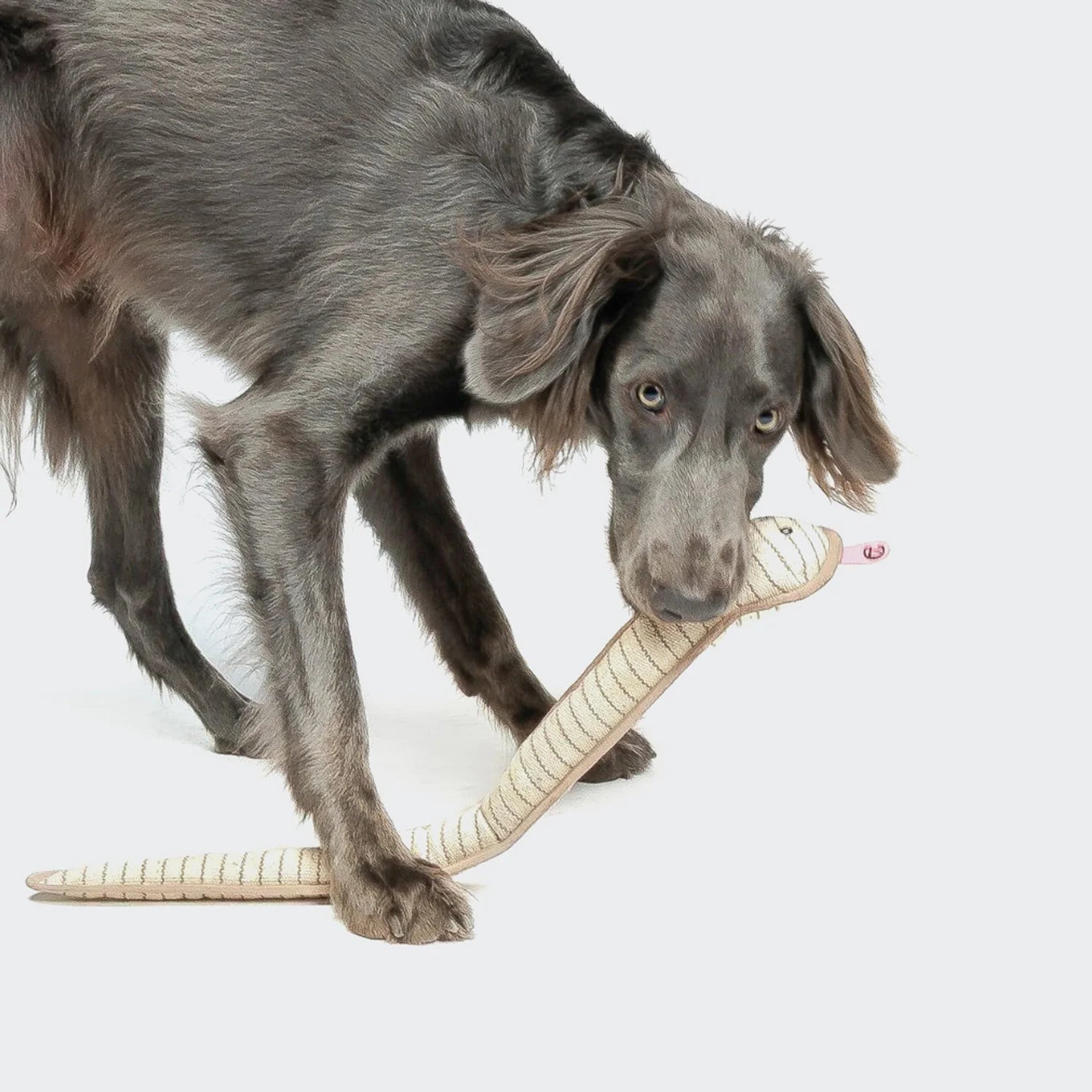 Cloud7 Hundespielzeug Schlange Smilla Welpenspielzeug