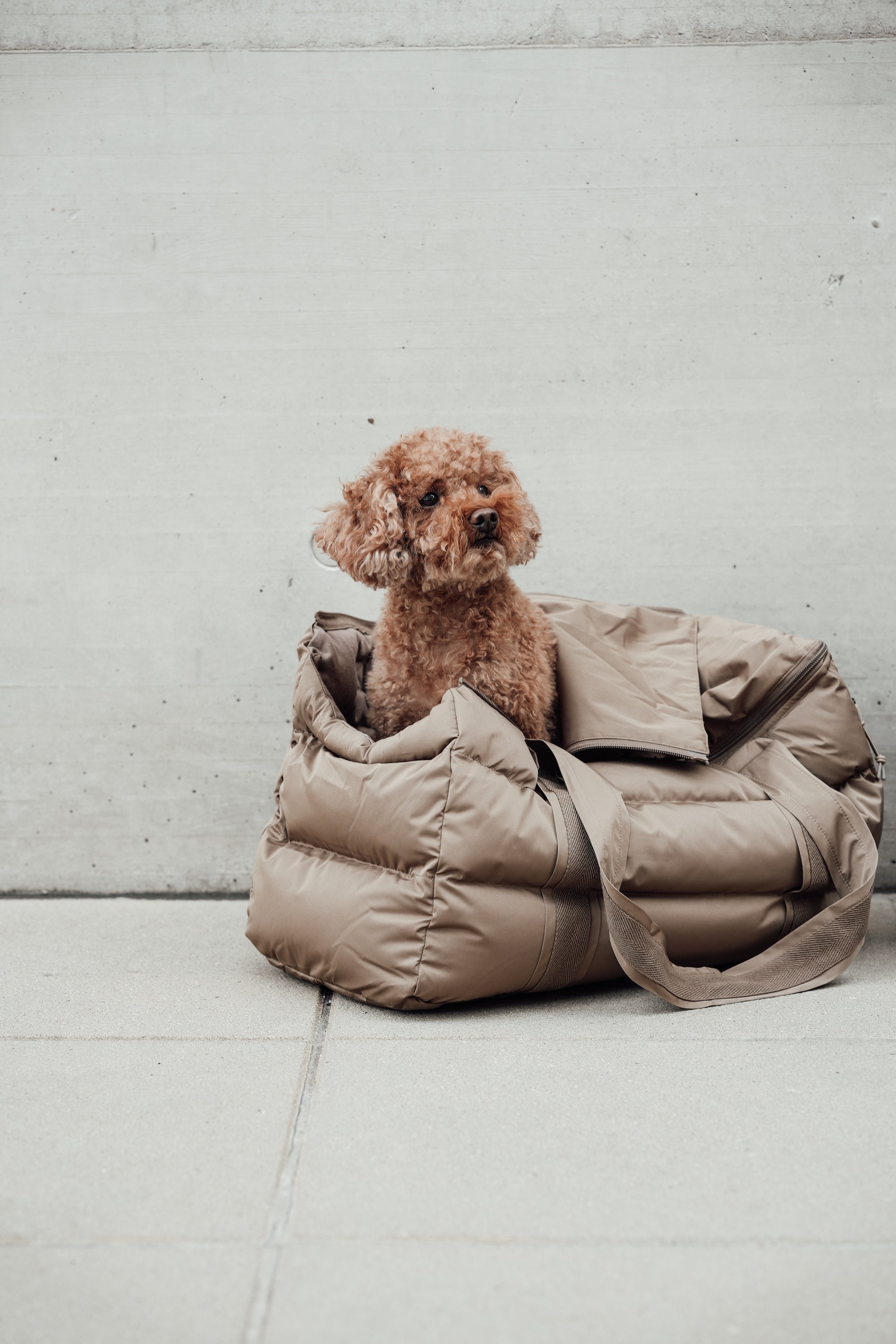 Cloud7 Hundetasche Montreal Hundetragetasche Outdoor gepolstert
