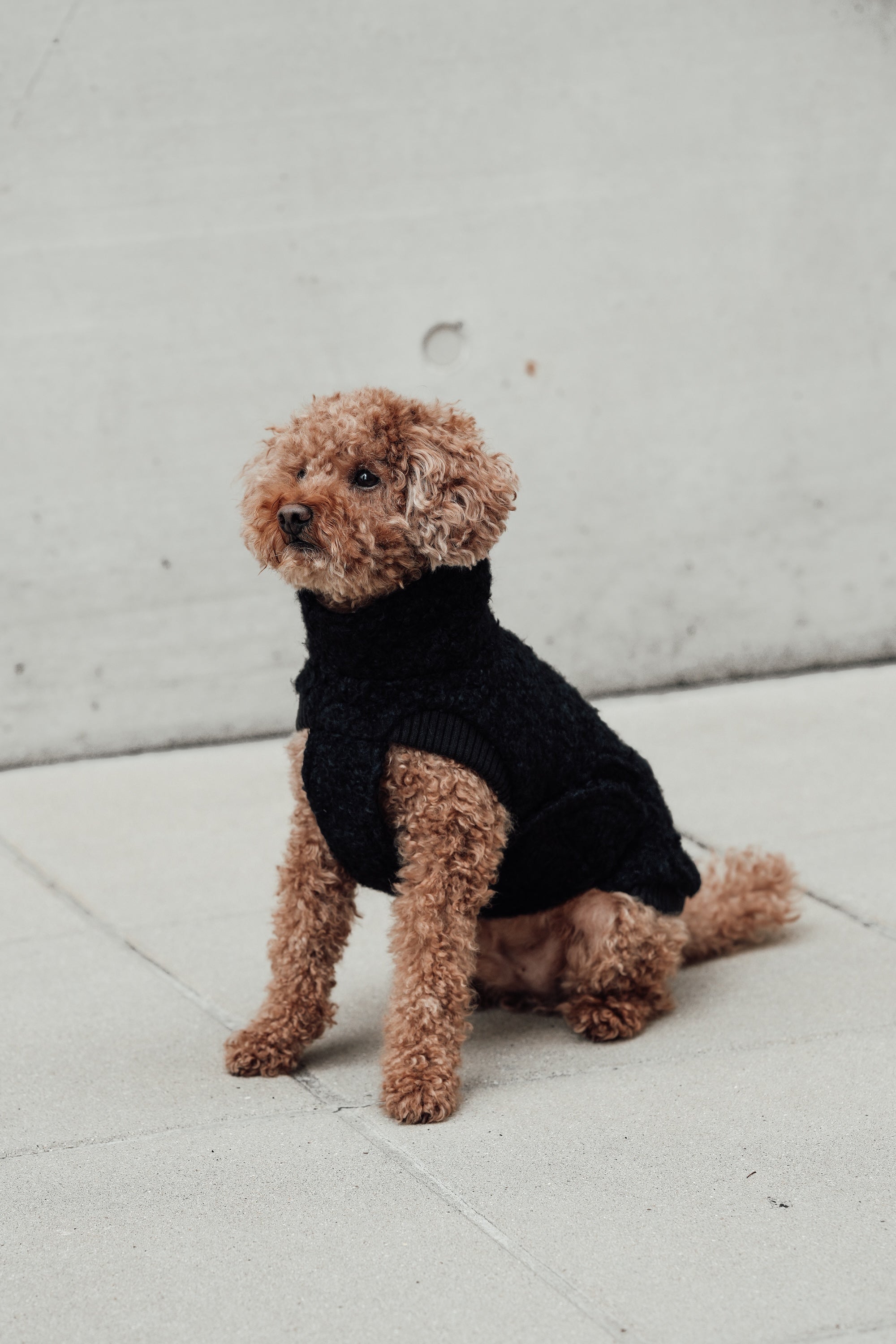 Cloud7 Hundewintermantel Hundepullover Gotland Anthra Hundemantel Teddyfleece