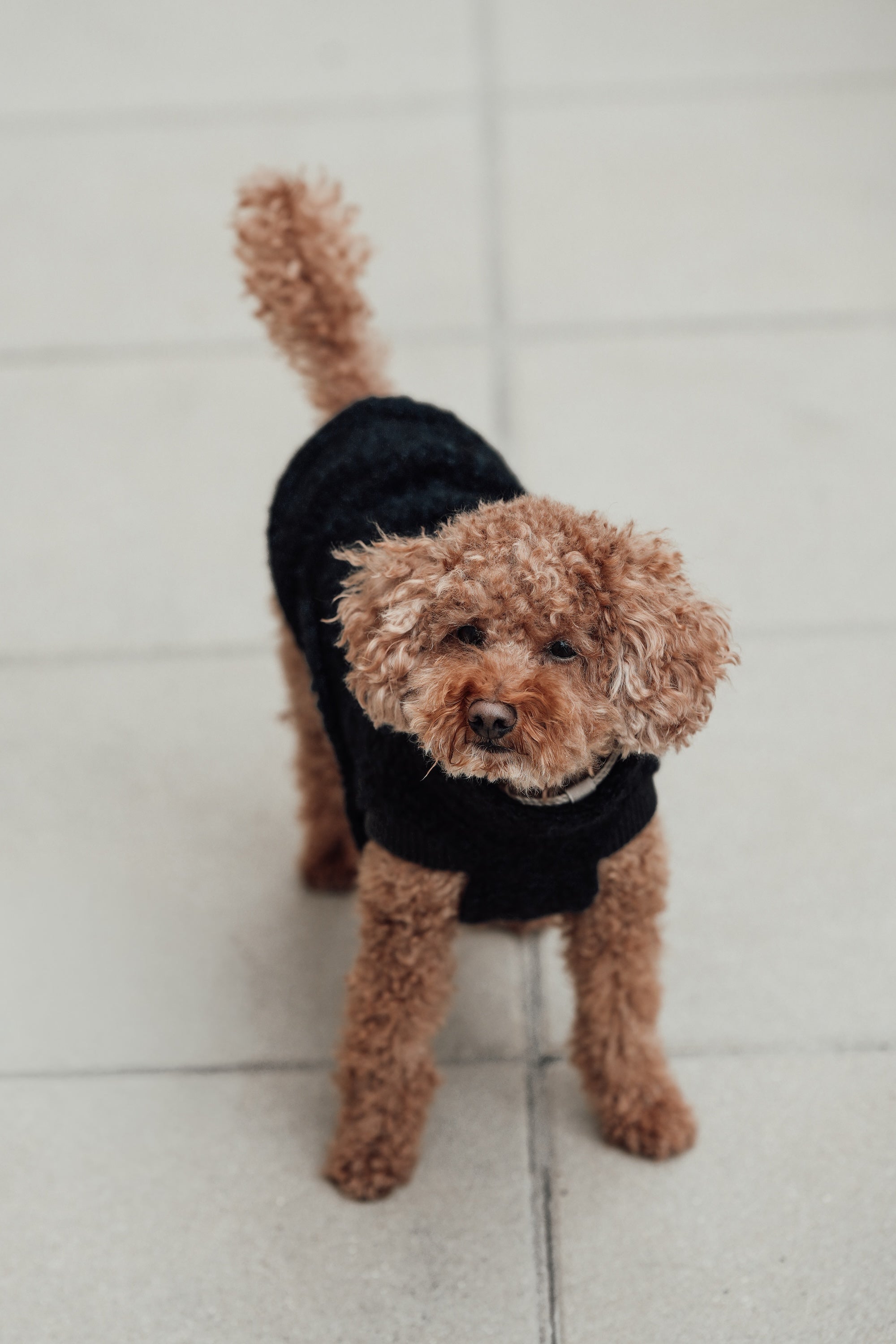 Cloud7 Hundewintermantel Hundepullover Gotland Anthra Hundemantel verstellbar