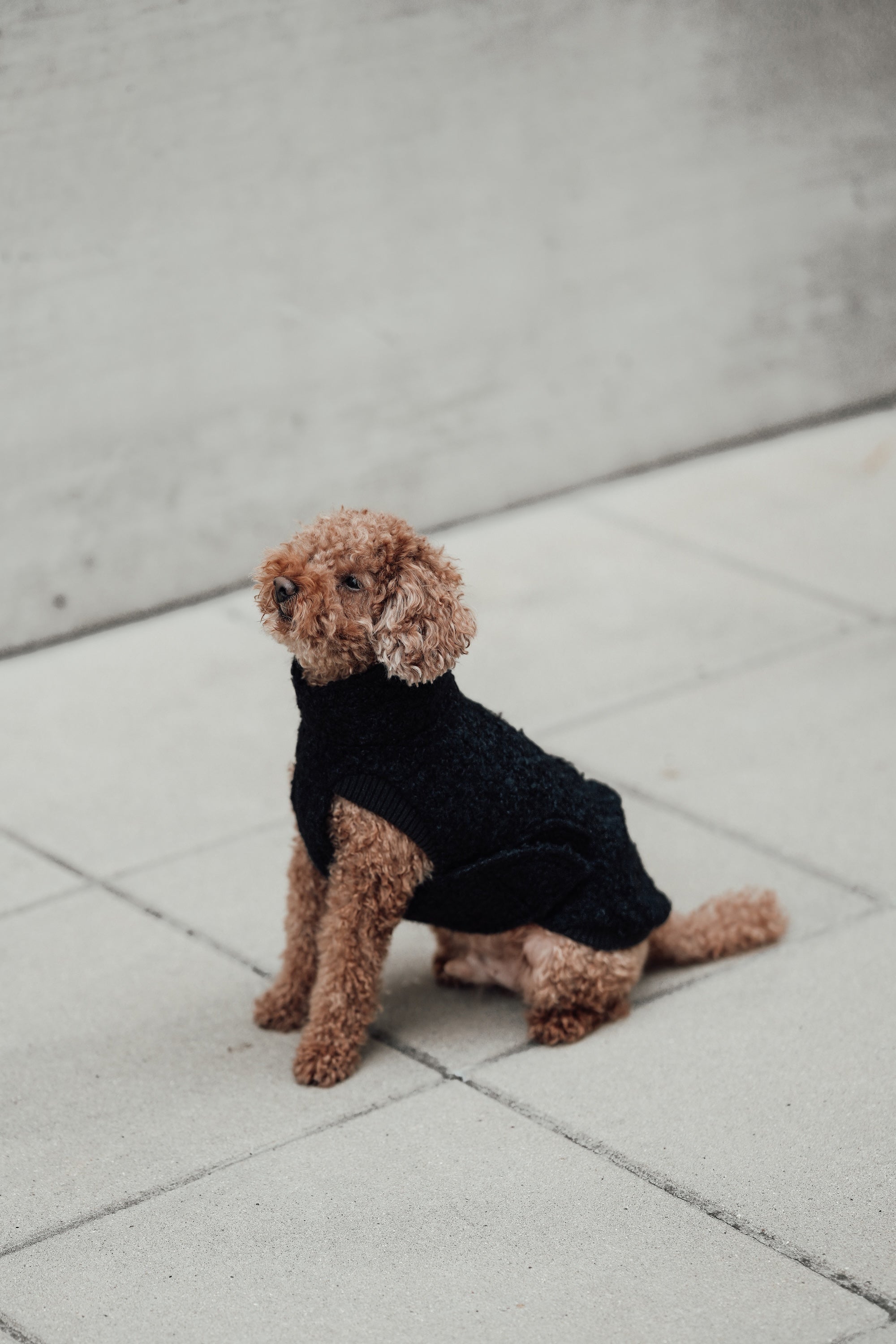 Cloud7 Hundewintermantel Hundepullover Gotland Anthra Hundemantel Mantel Hund warm Wintermantel Hund wasserabweisend