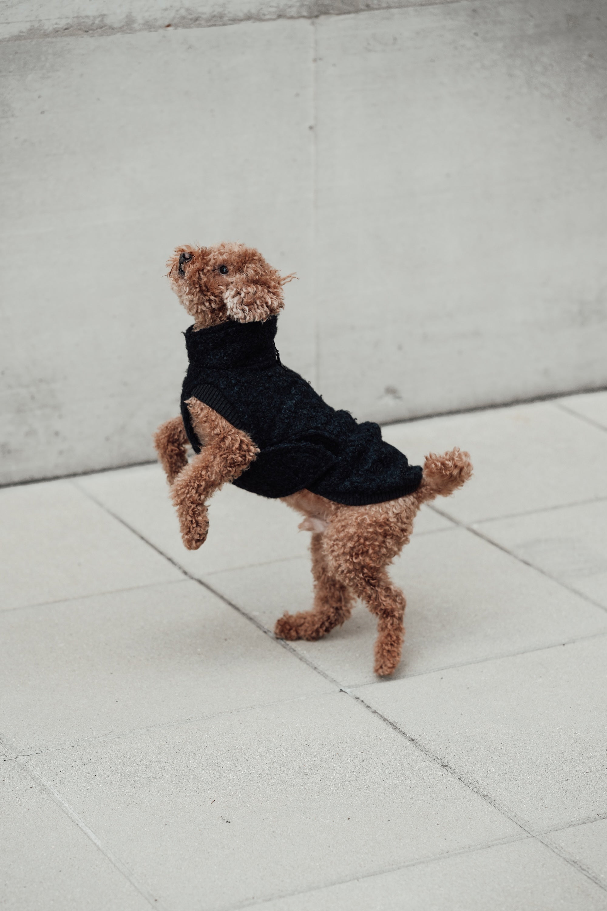 Cloud7 Hundewintermantel Hundepullover Gotland Anthra Hundepullover verstellbar Herbst Winter