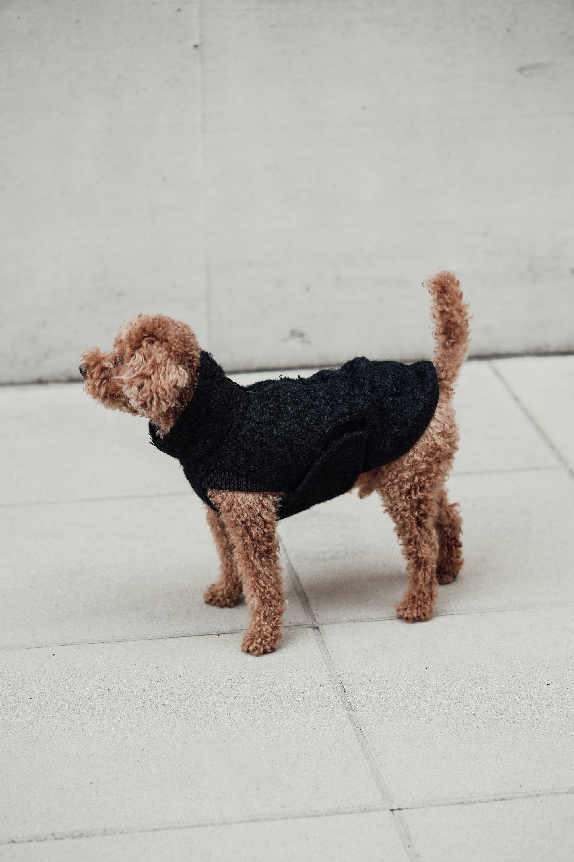 Cloud7 Hundewintermantel Hundepullover Gotland Anthra Hundepullover warm Herbst