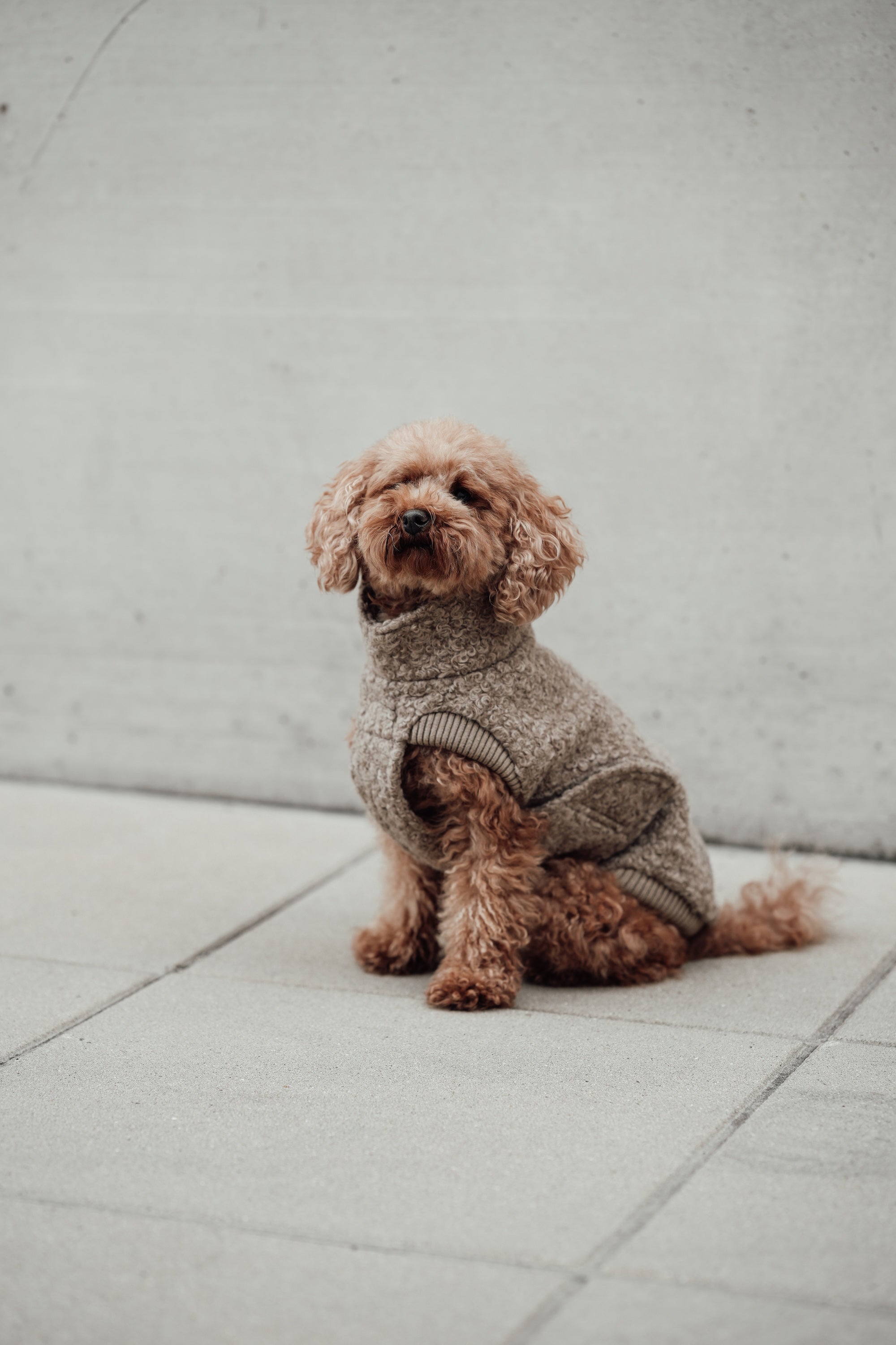 Cloud7 Hundewintermantel Hundepullover Gotland Sandy Brown Hundepullover wasserabweisend