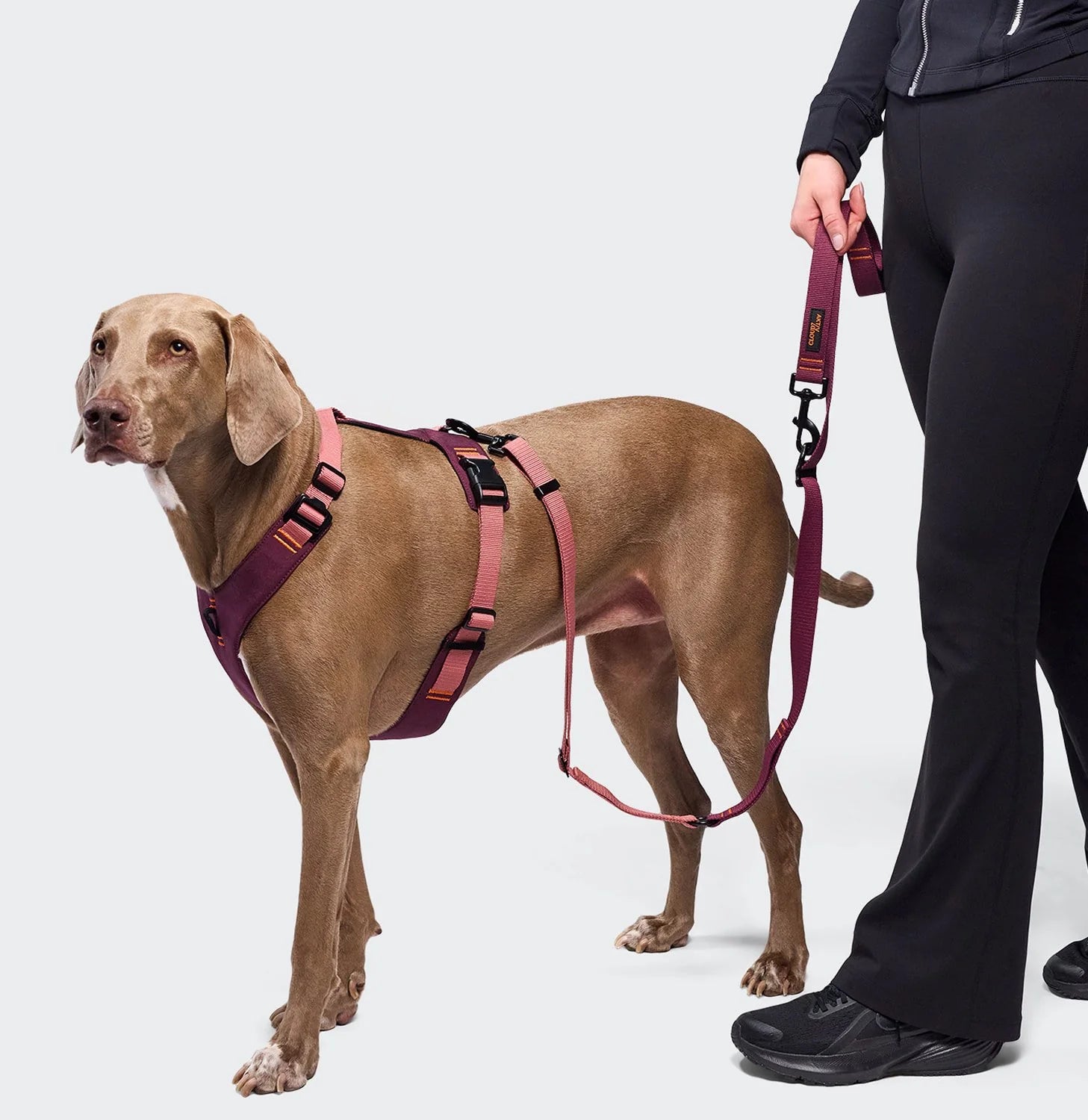L-1 Freihandleine AKTIV Aubergine/Soft Rose Hundeleine
