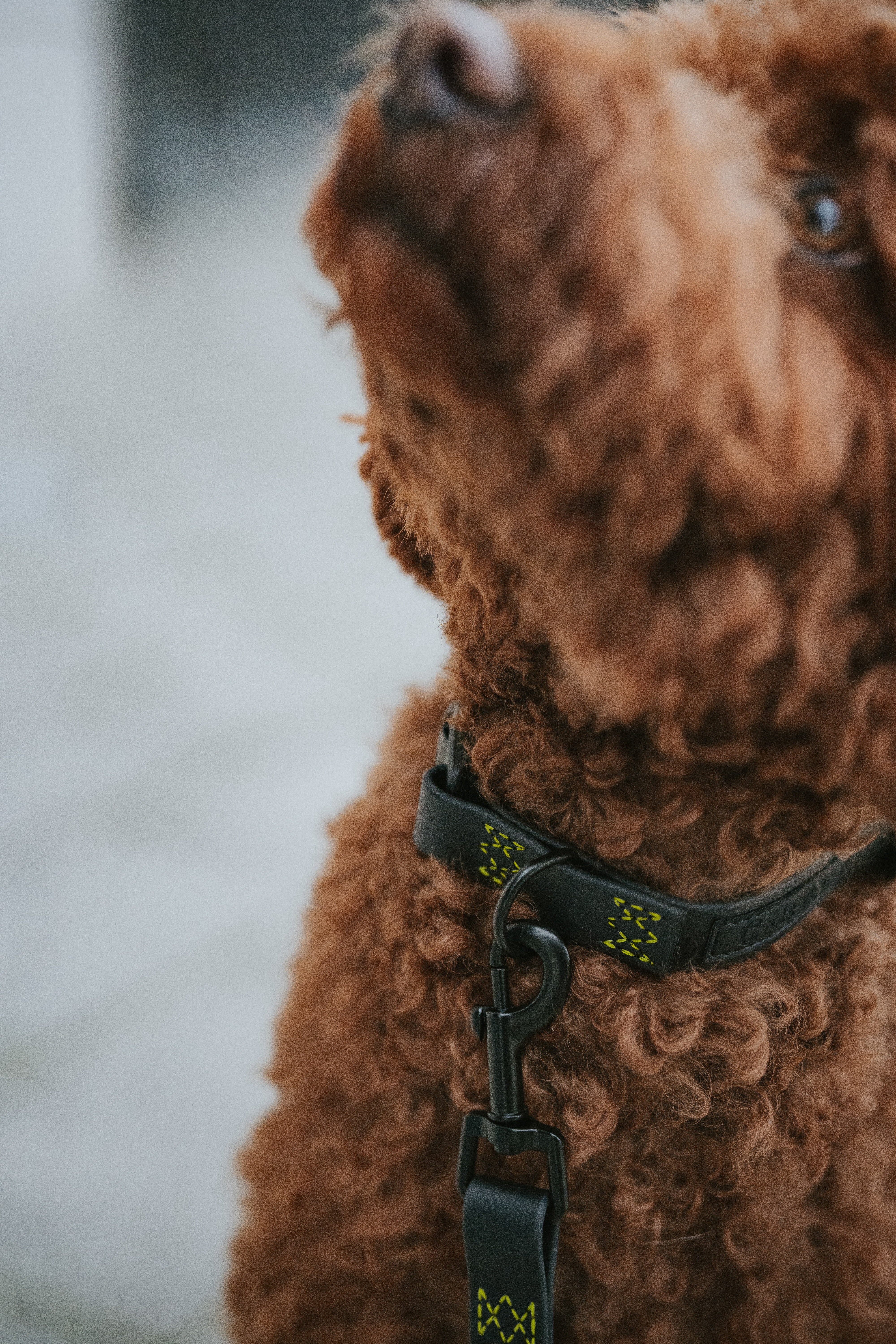 Cloud7 x LEVEY Hundehalsband BioThane Ipanema Black C7 x LEVEY Halsband Hund schwarz