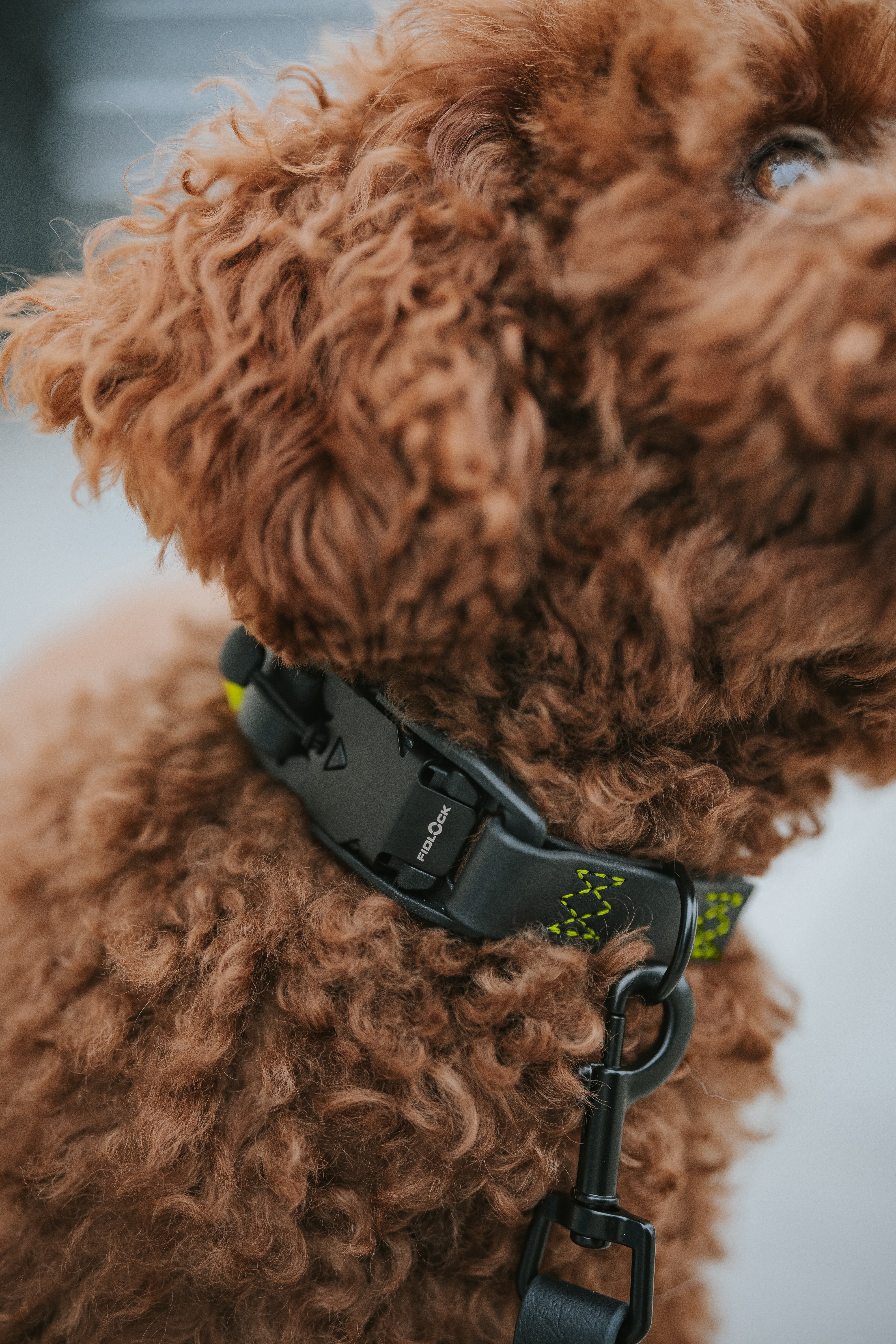 Cloud7 x LEVEY Hundehalsband BioThane Ipanema Black C7 x LEVEY Halsband für Hunde neongelb