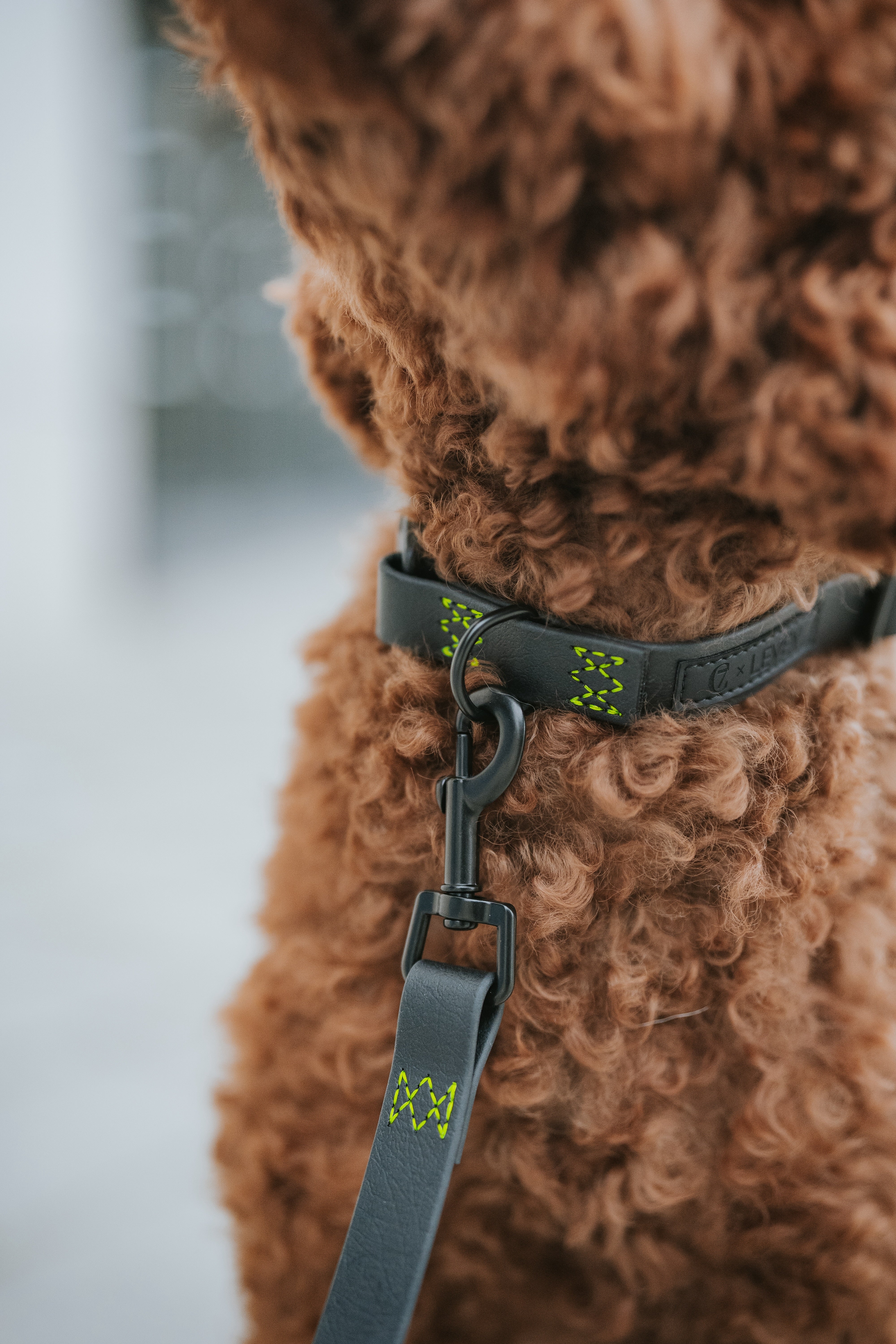 Cloud7 x LEVEY Hundehalsband BioThane Ipanema Black C7 x LEVEY Halsband für Hunde wasserdicht
