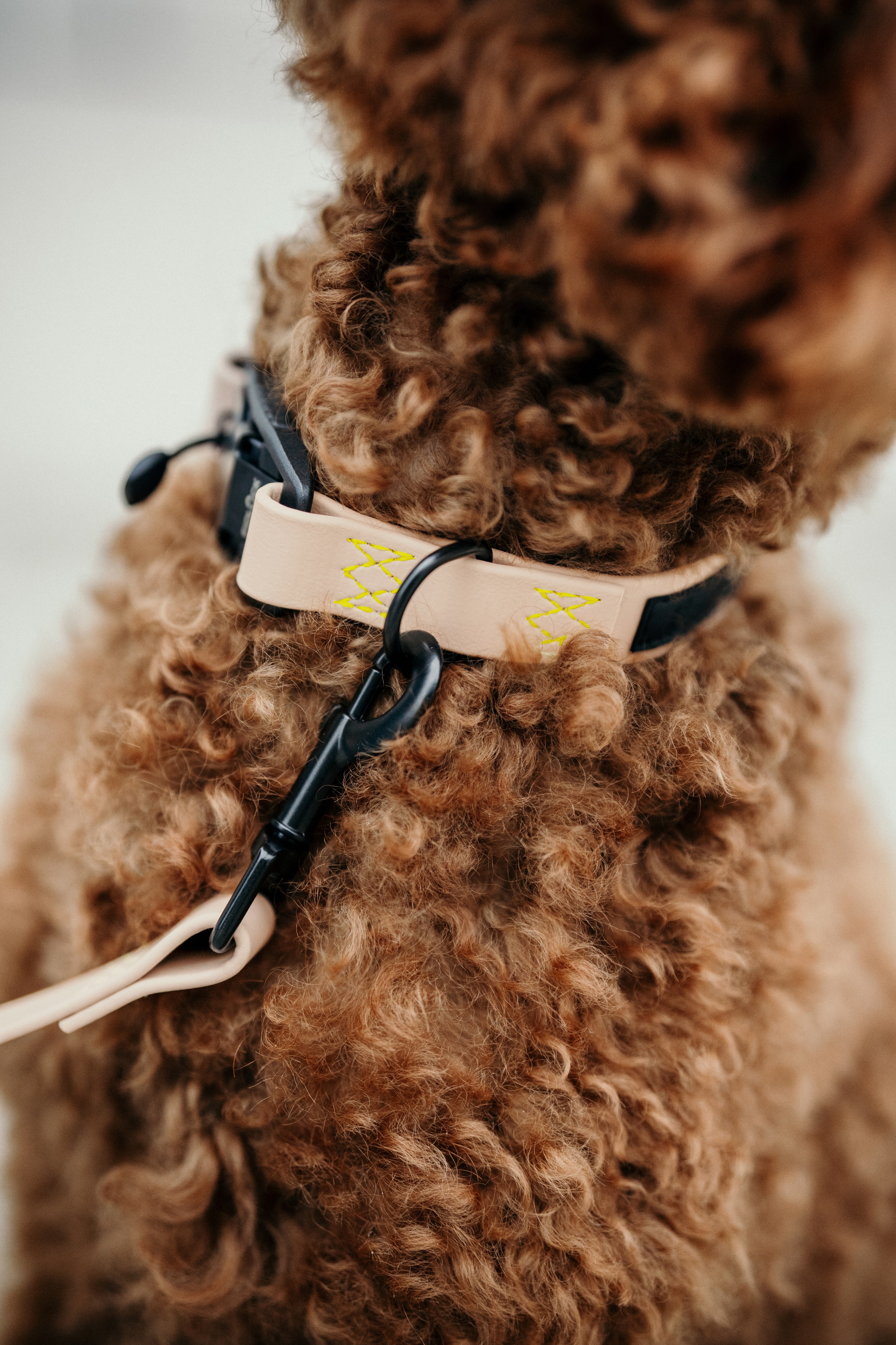 Cloud7 x LEVEY Hundehalsband BioThane Ipanema Powder C7 x LEVEY Hundehalsband Puder Reißfest