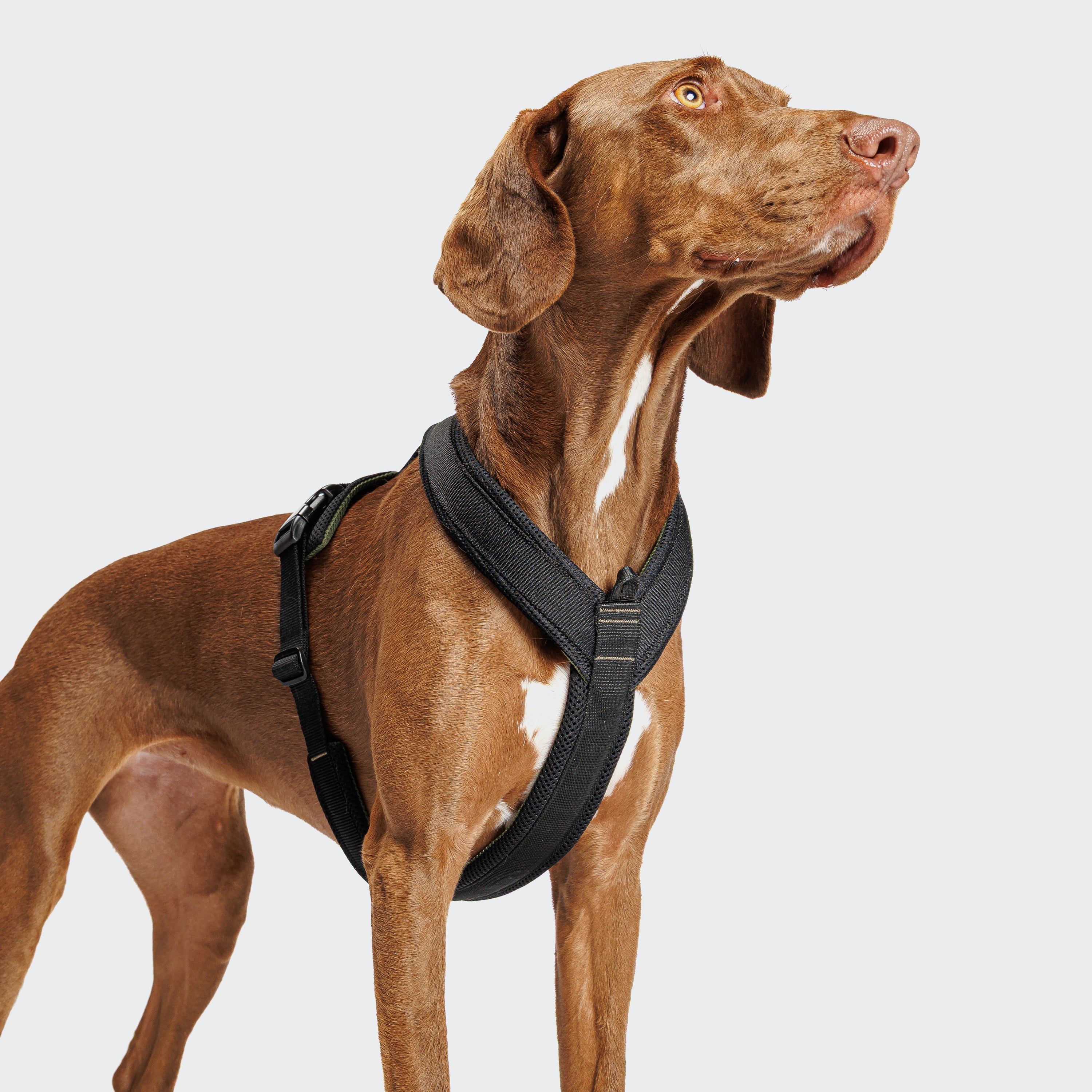 Cloud7 Y-1-Harness AKTIV Black Geschirr für Hunde Sport