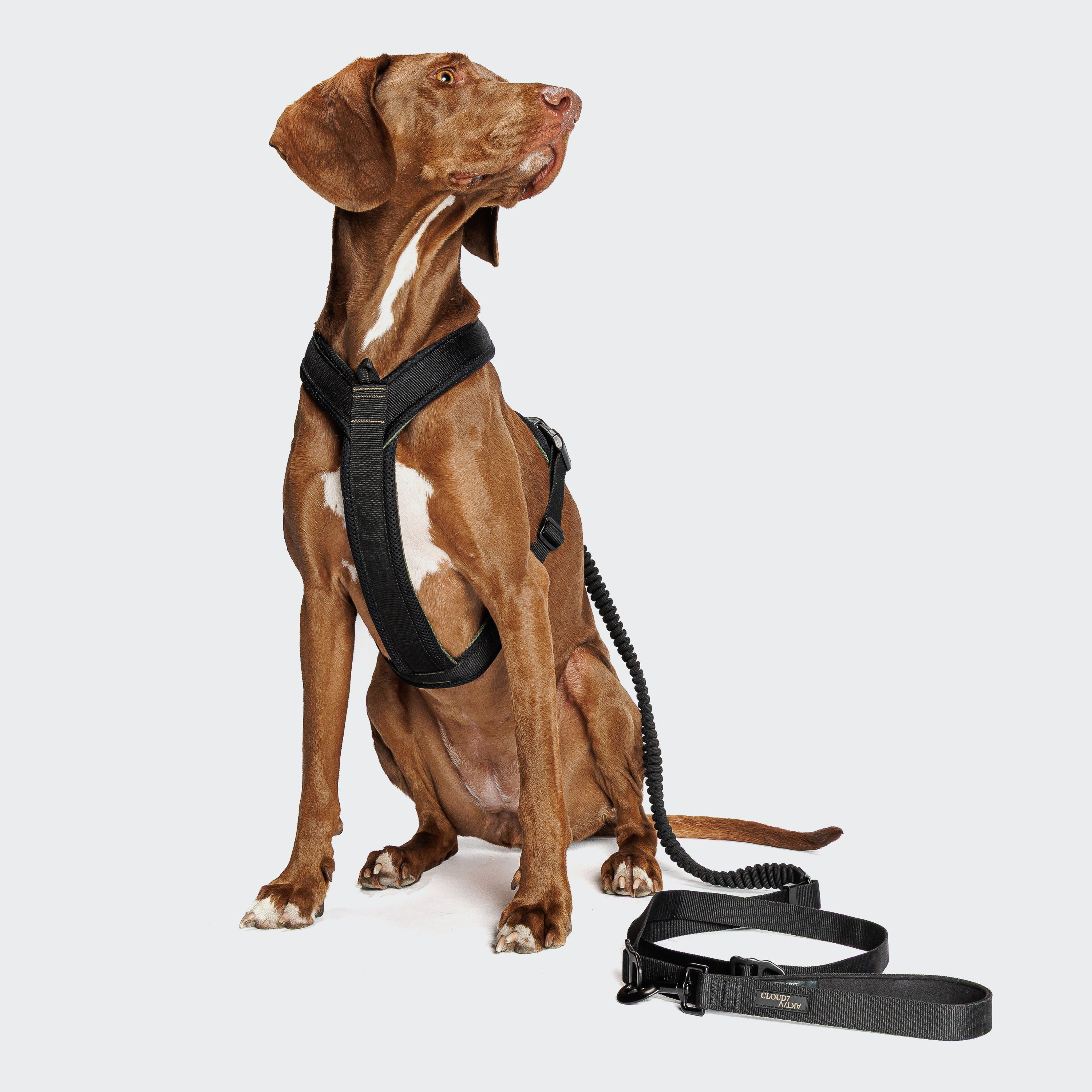 Cloud7 Y-1-Harness AKTIV Black Geschirr für Hunde gepolstert