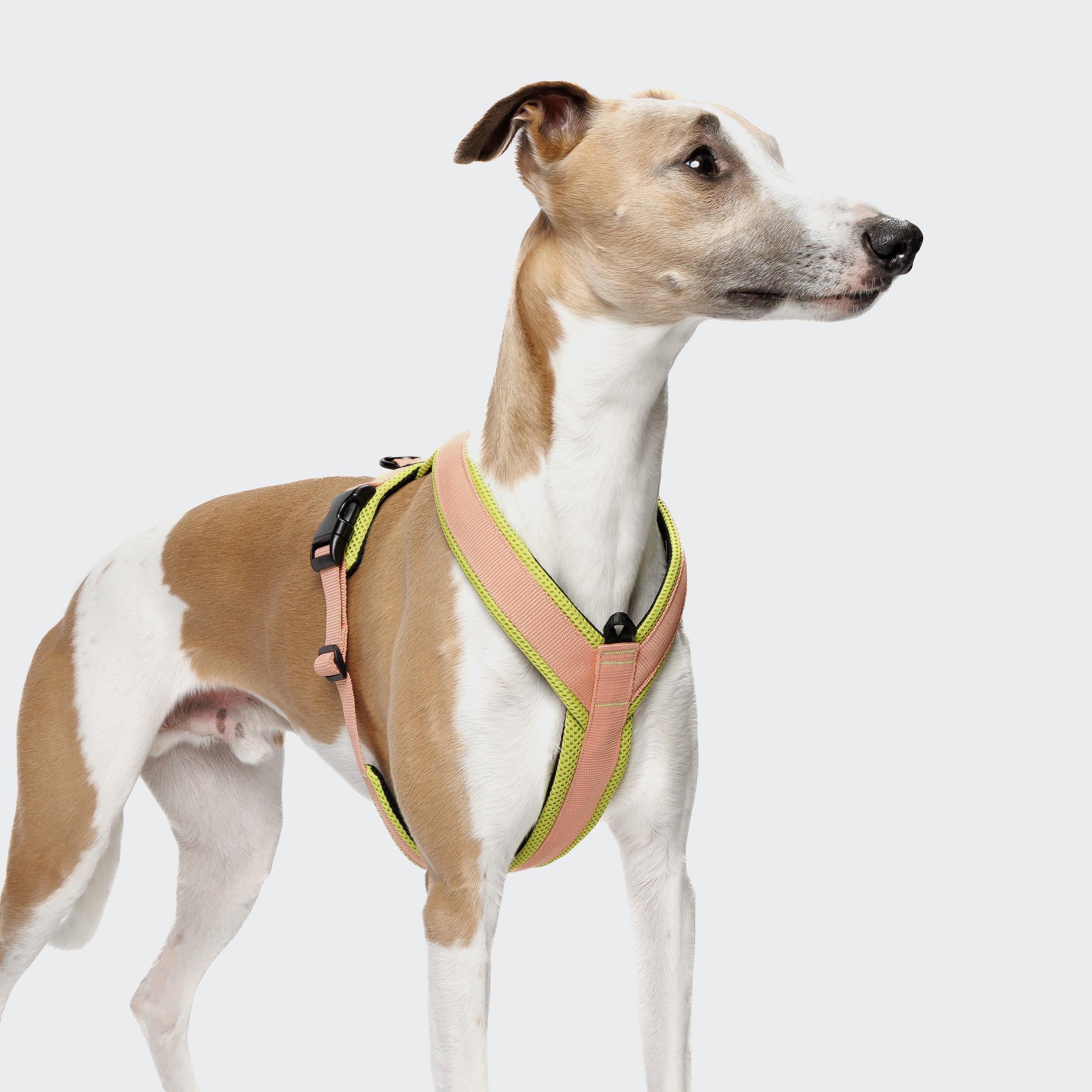 Cloud7 Y-1-Harness Peach / Neon Green
Geschirr für Hunde Hundegeschirr Joggen