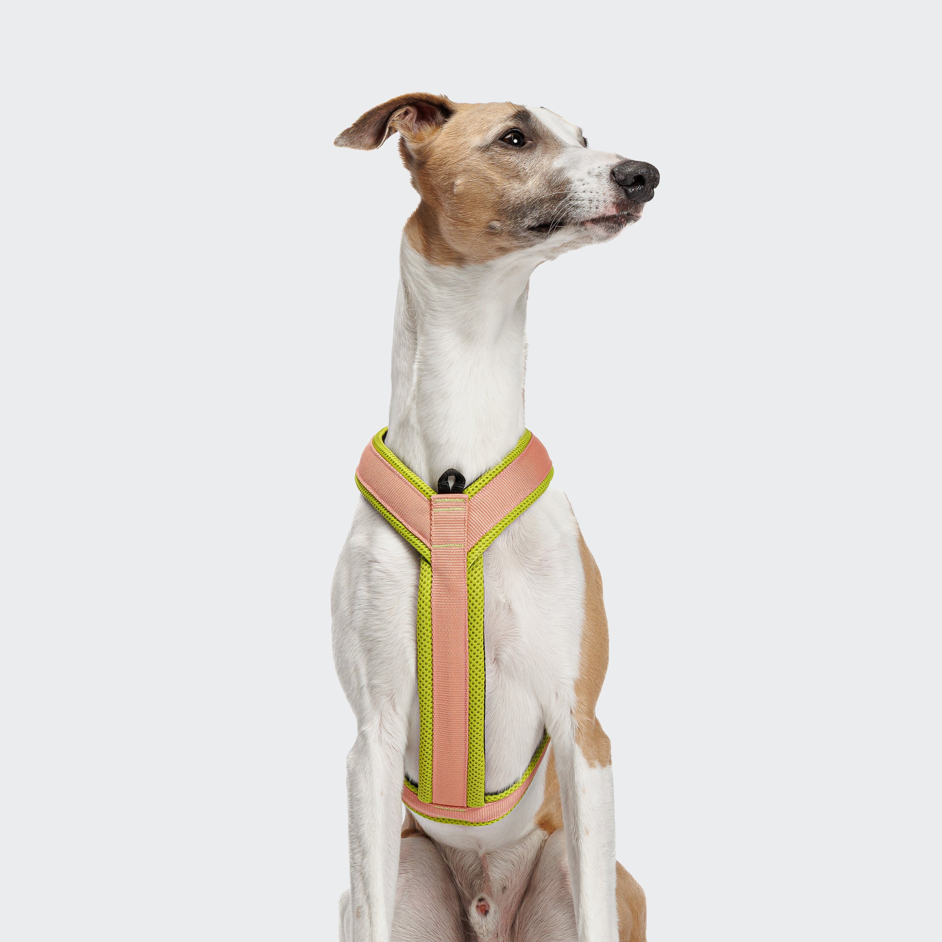 Cloud7 Y-1-Harness Peach / Neon Green
Geschirr für Hunde Zuggeschirr für Hunde