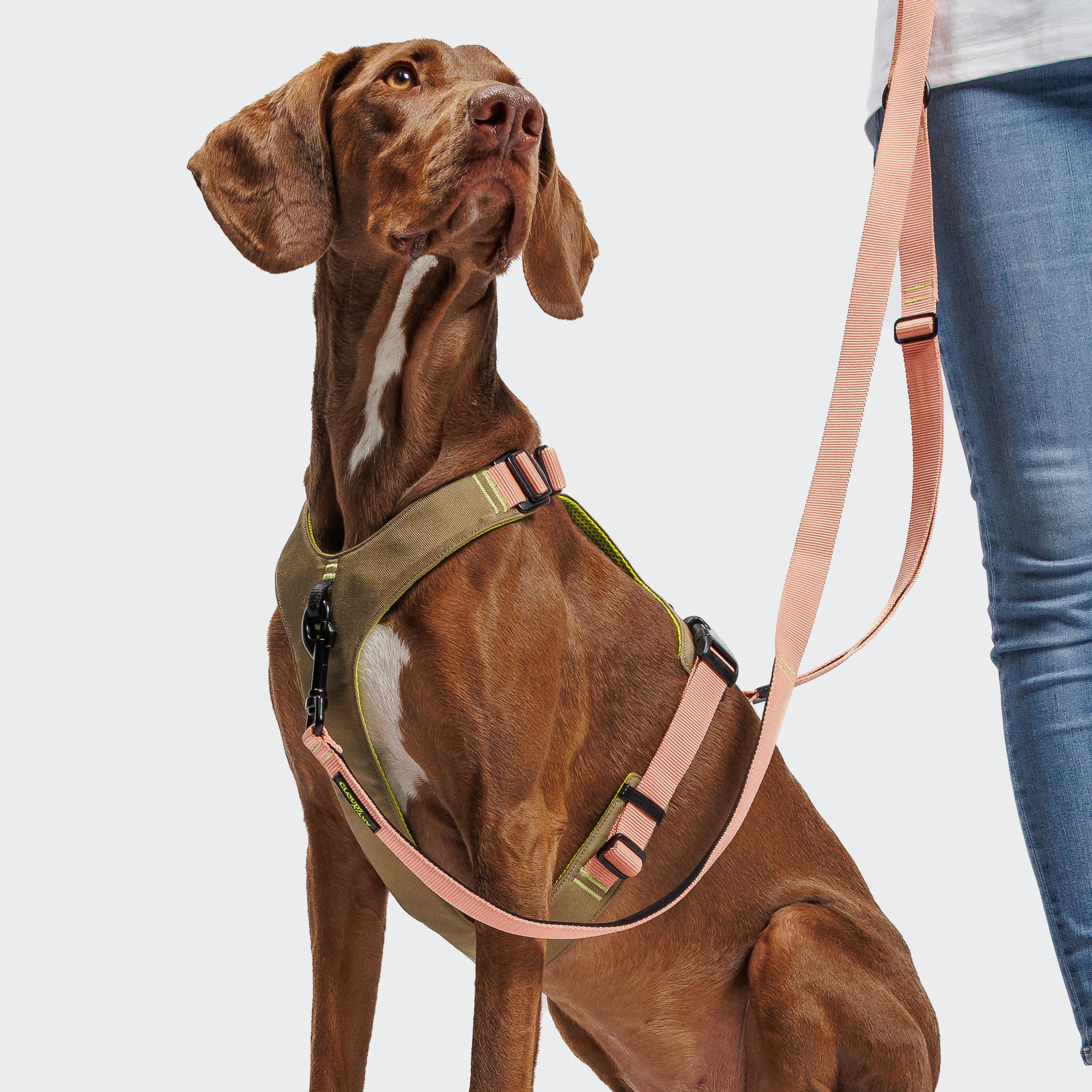 Cloud7 Y-2-Harness AKTIV Khaki / Peach Hundegeschirr Zuggeschirr