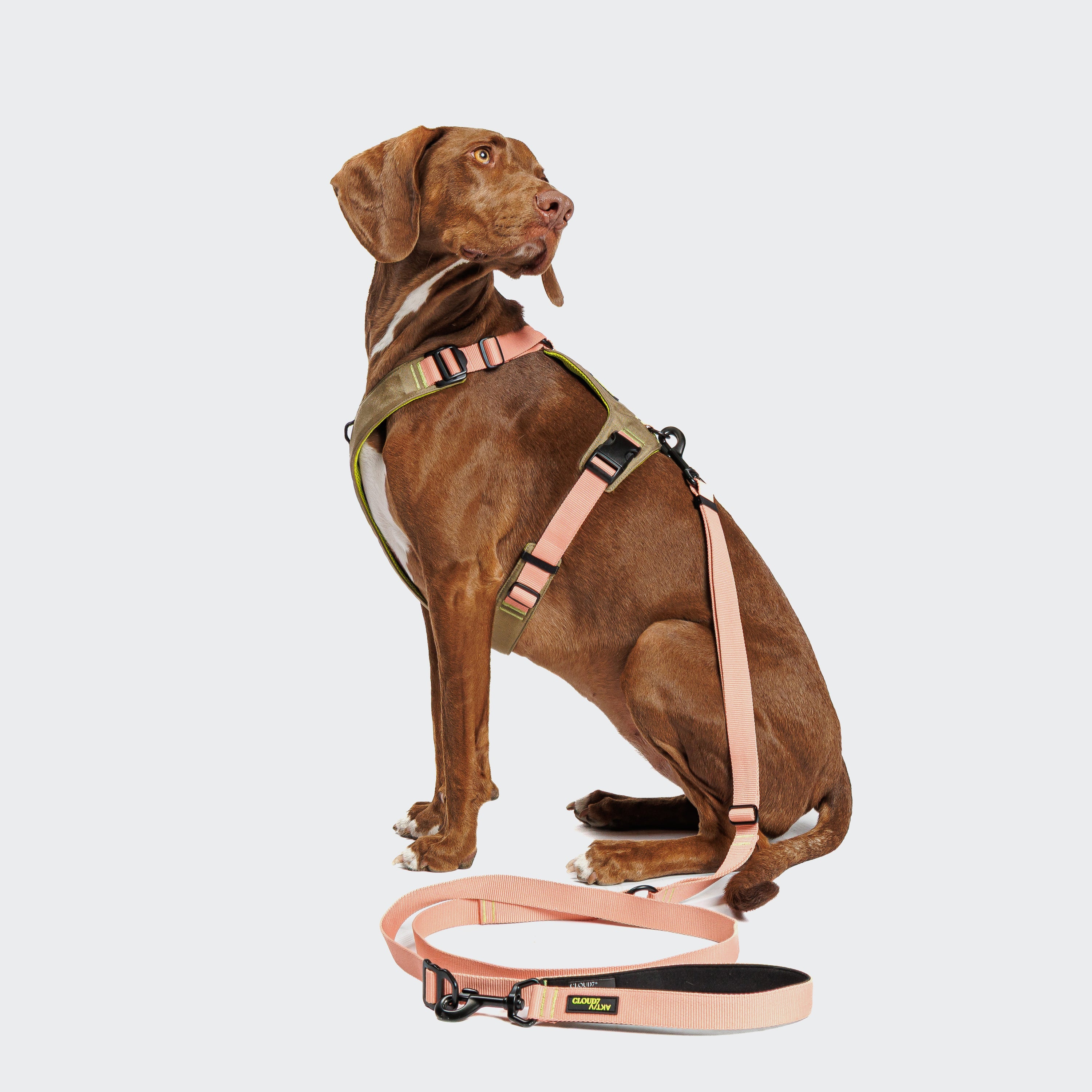 Cloud7 Y-2-Harness AKTIV Khaki / Peach Hundegeschirr