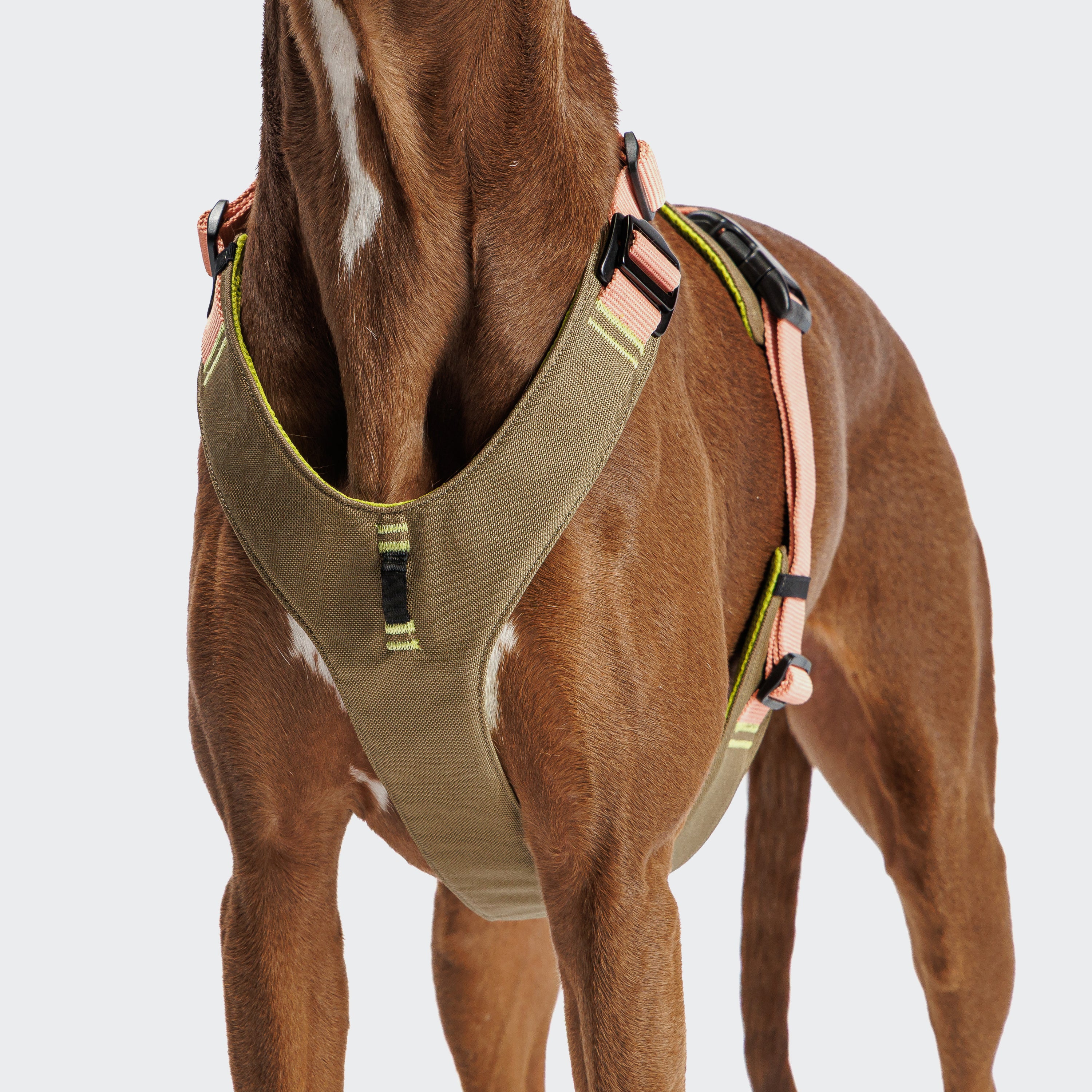 Cloud7 Y-2-Harness AKTIV Khaki / Peach Hundegeschirr Joggen mit Hund