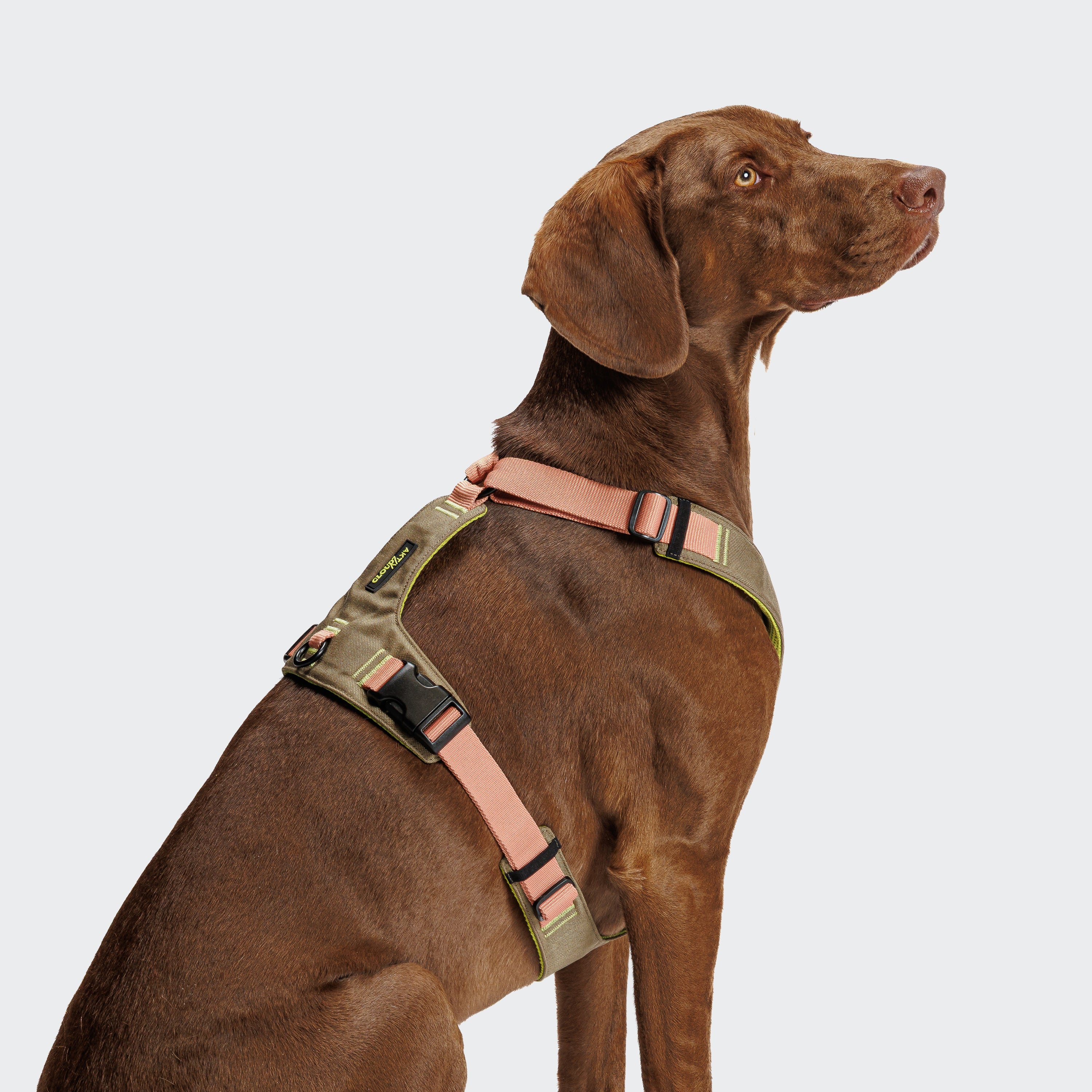 Cloud7 Y-2-Harness AKTIV Khaki / Peach Hundegeschirr wasserabweisend