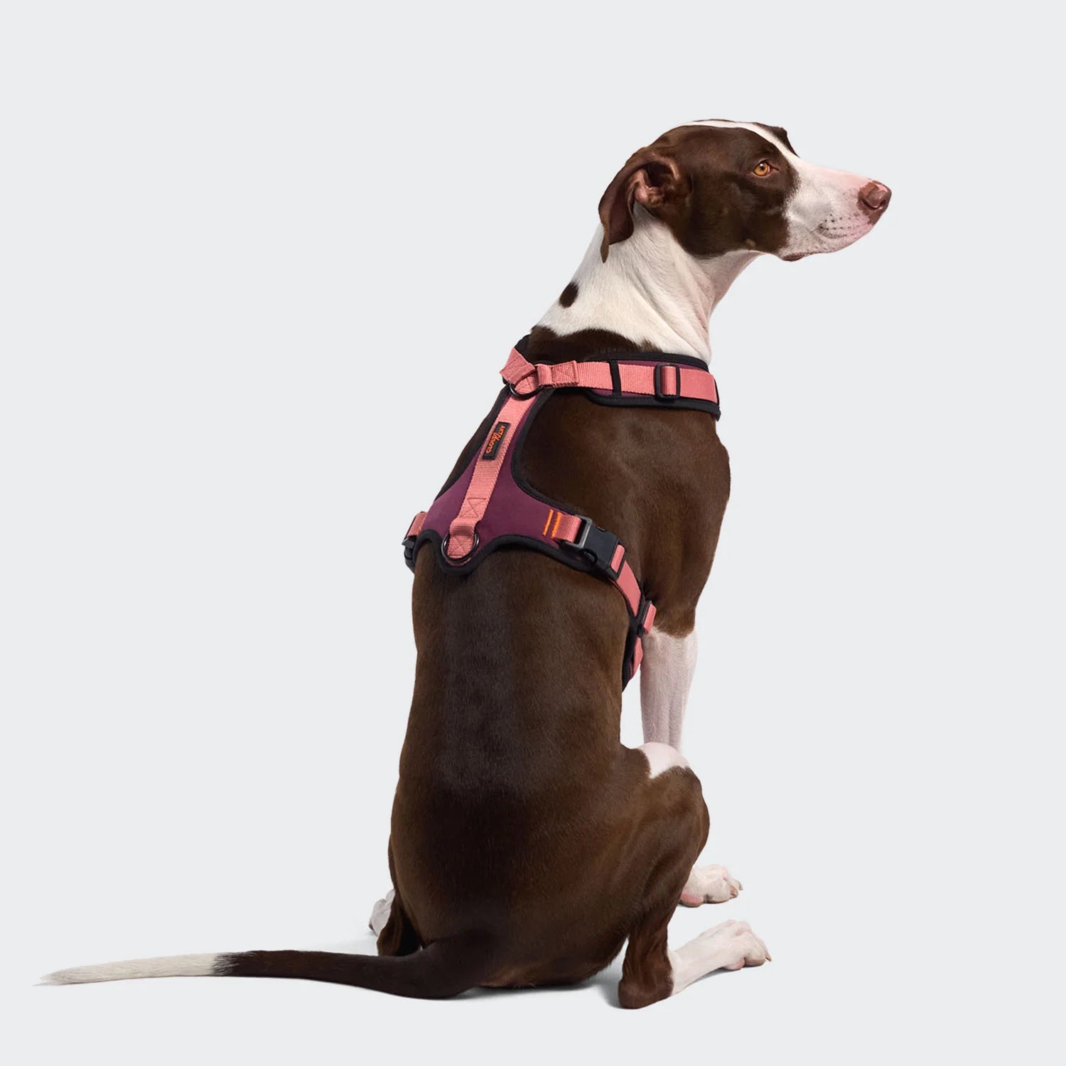 Cloud7 Y-3 Geschirr AKTIV Softshell Aubergine/Soft Rose Hundegeschirr ergonomisch