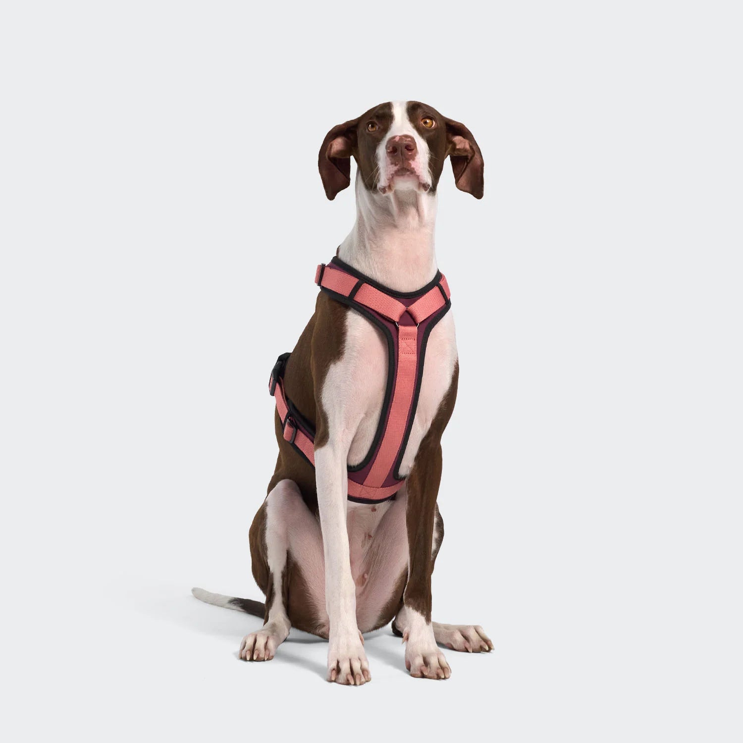 Cloud7 Y-3 Geschirr AKTIV Softshell Aubergine/Soft Rose Hundegeschirr