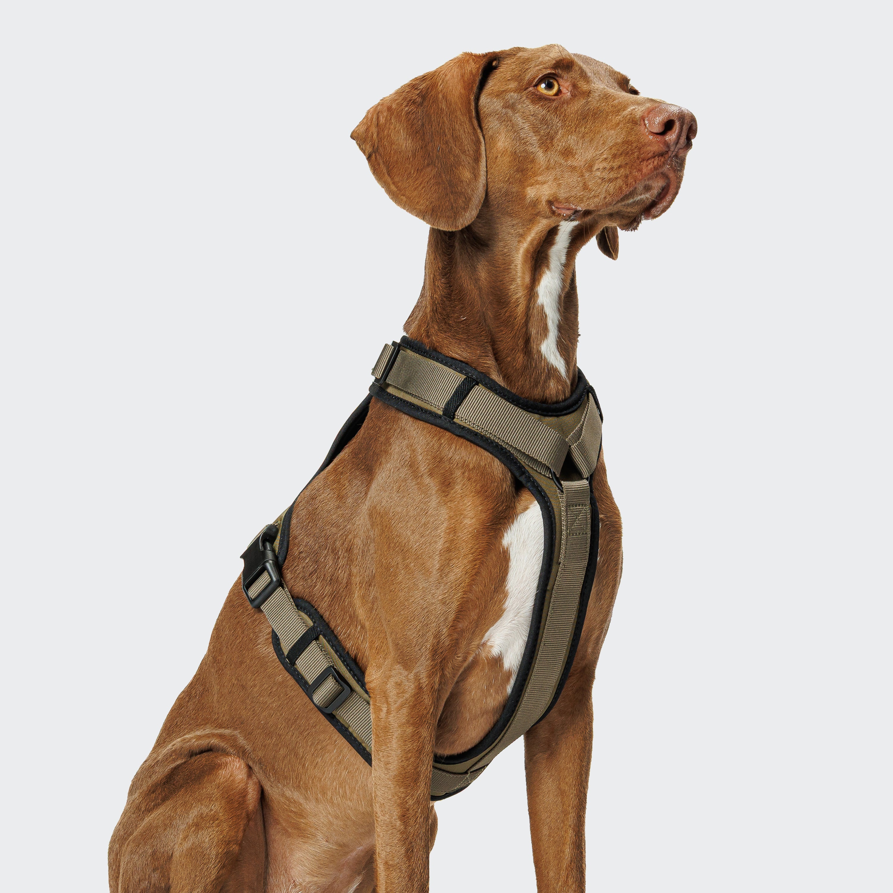 Cloud7 Y-3-Harness AKTIV Olive Geschirr für Hunde