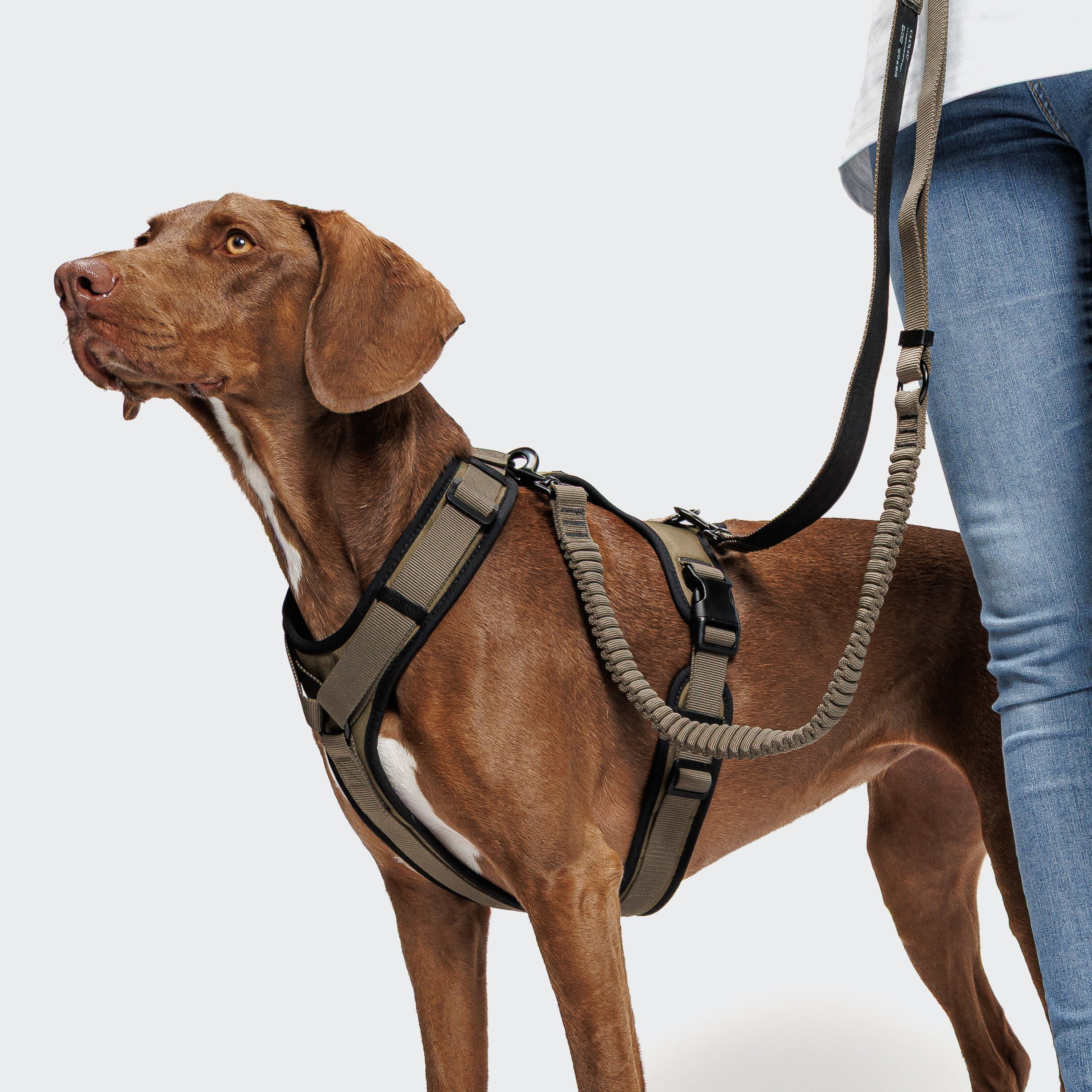 Cloud7 Y-3-Harness AKTIV Olive Geschirr für Hunde Joggen mit Hund