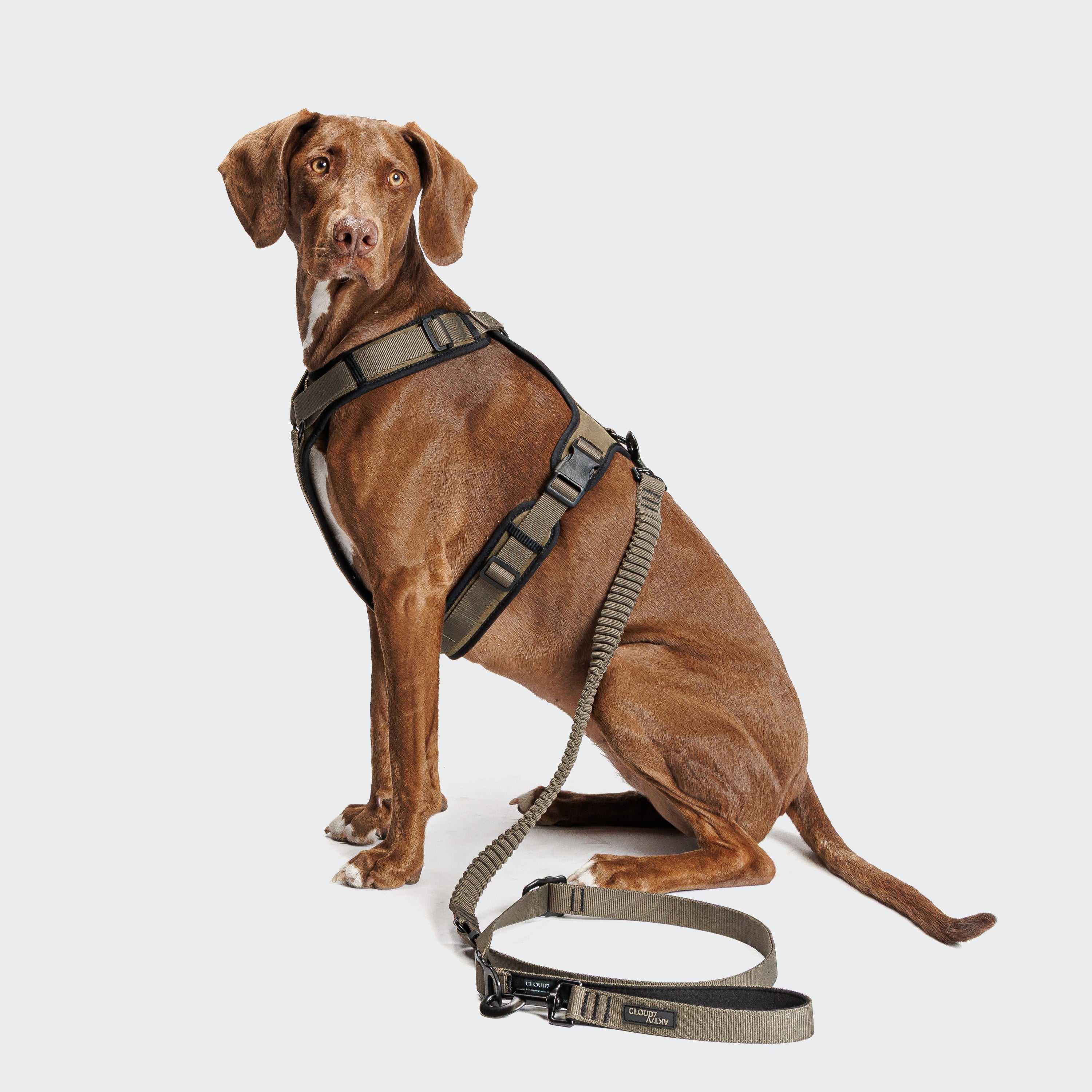 Cloud7 Y-3-Harness AKTIV Olive Geschirr für Hunde Sport mit Hund