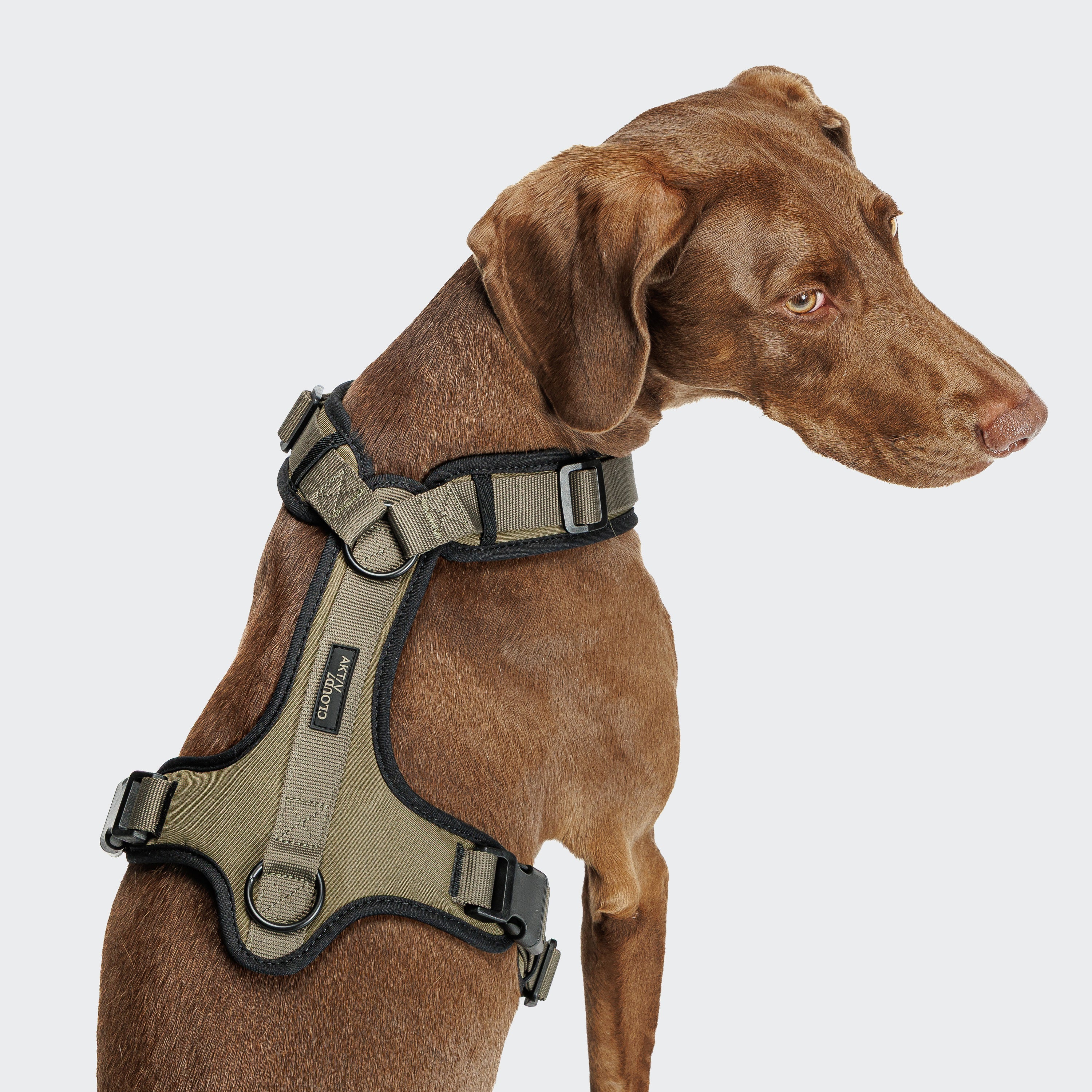 Cloud7 Y-3-Harness AKTIV Olive Hundegeschirr