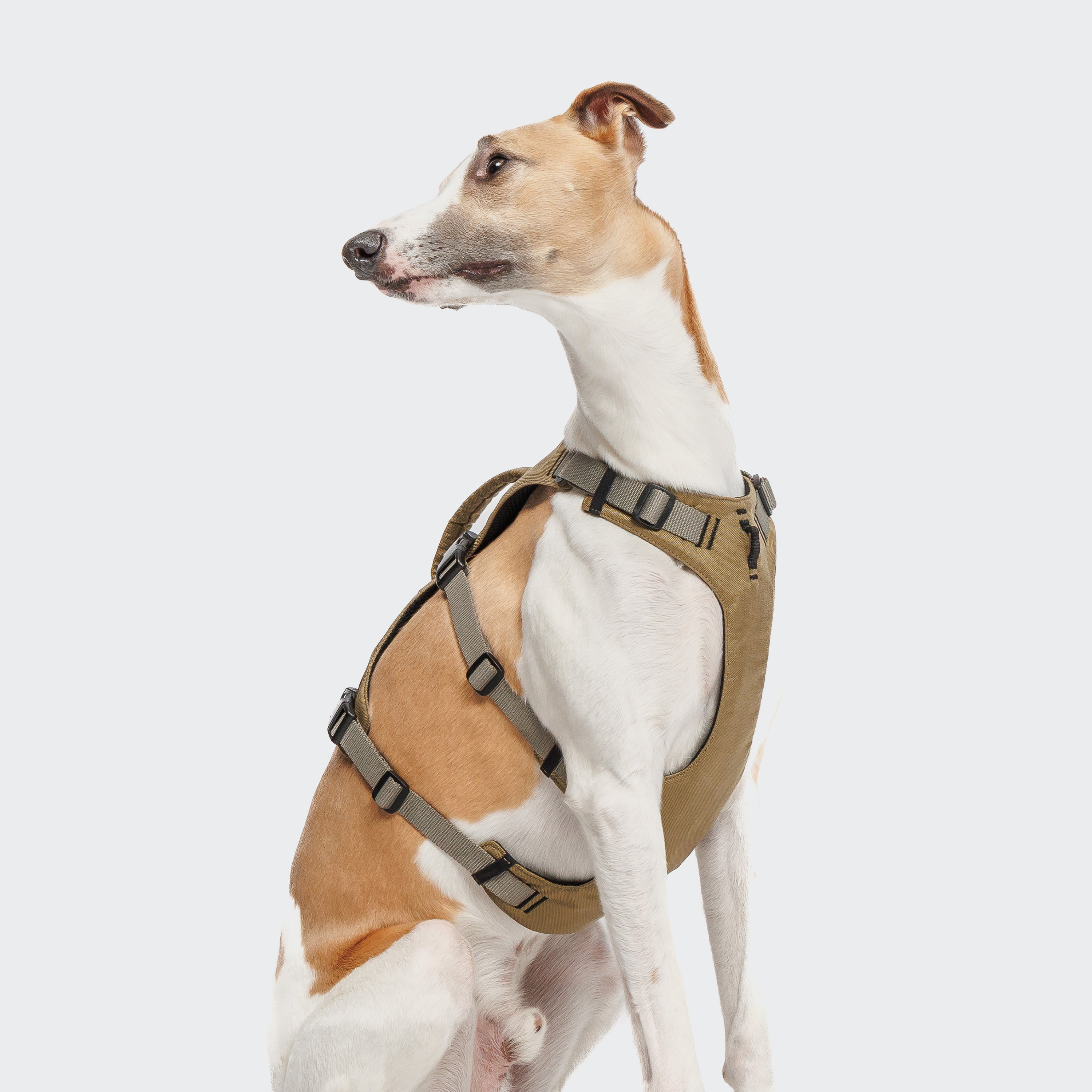 Cloud7 Y-Safe-Harness Khaki / Grey Sicherheitsgeschirr Hund
