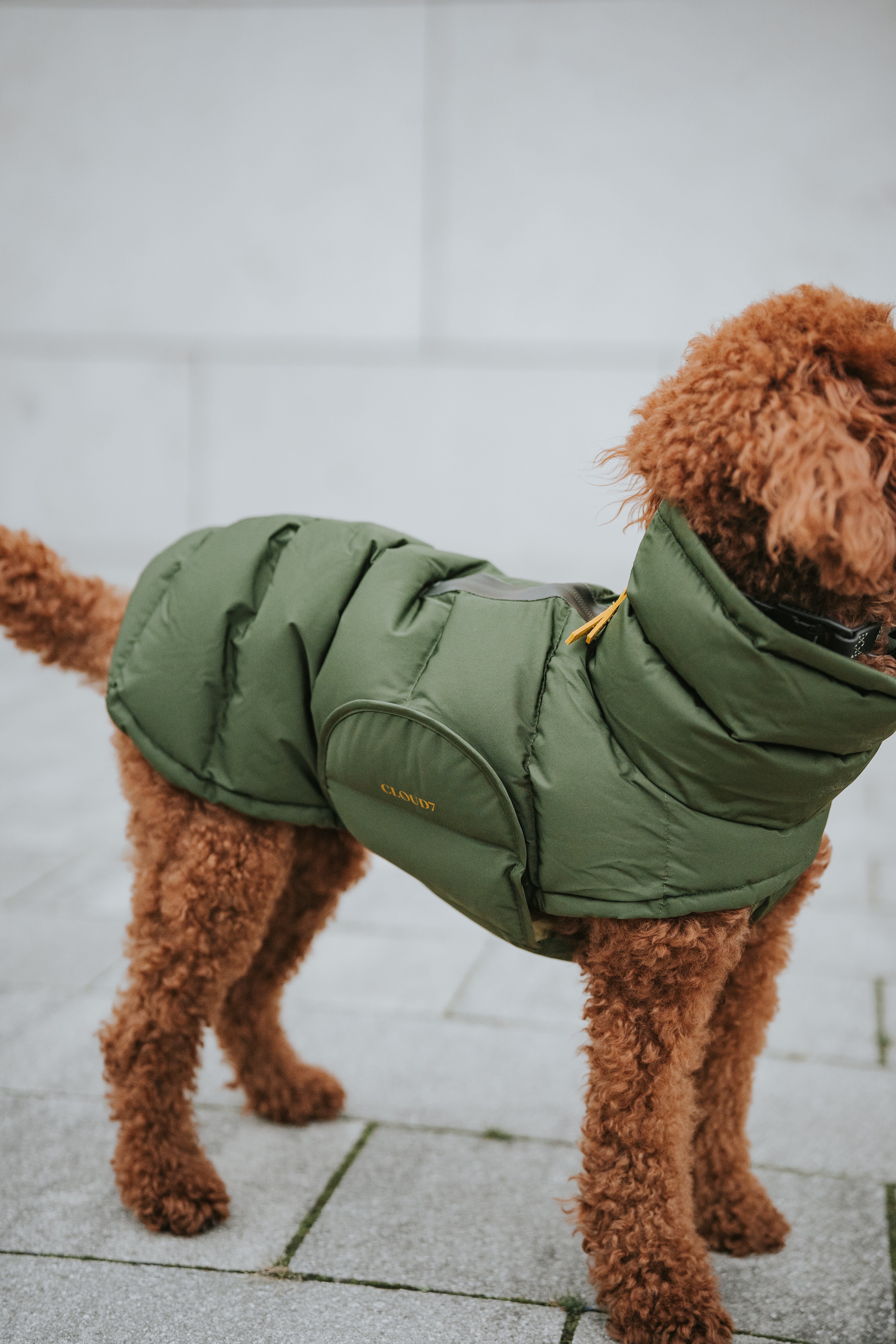 Cloud7 Hundemantel Alaska Olive Hundemantel Winter Nachhaltig