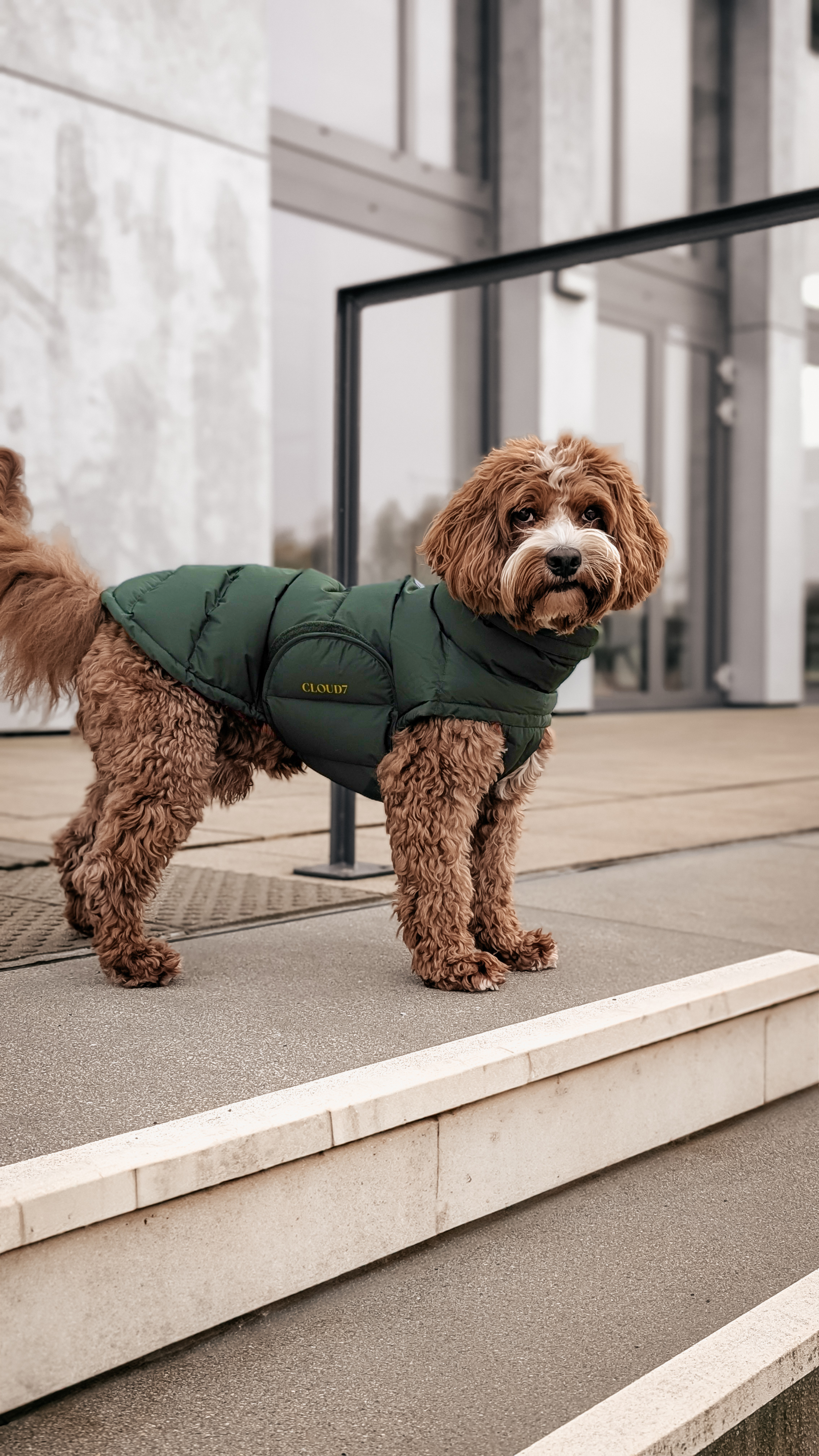 Cloud7 Hundemantel Alaska Olive Hundemantel Winter mit Bauchschutz