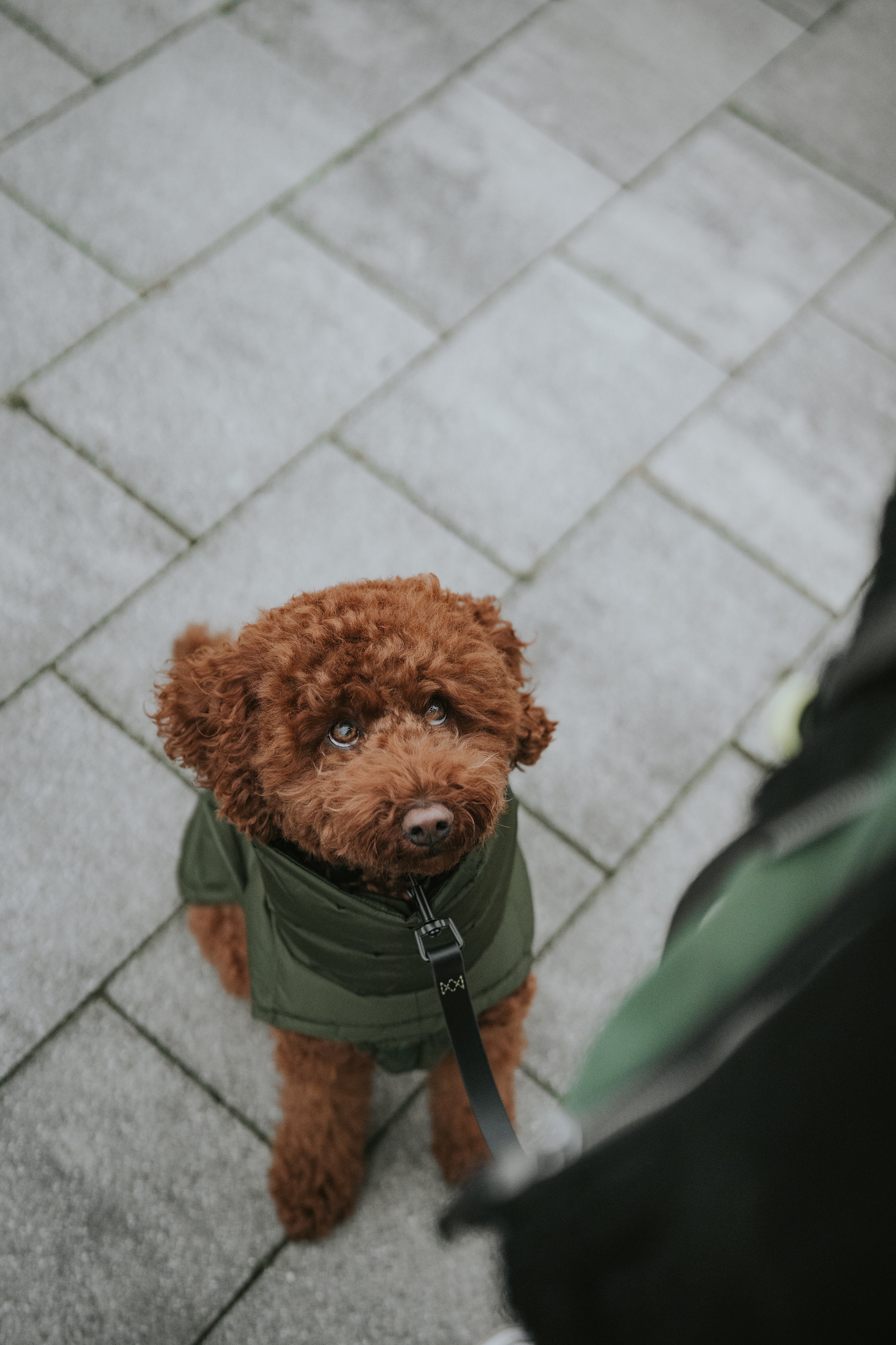 Cloud7 Hundemantel Alaska Olive Hundewintermantel mit Bauchschutz