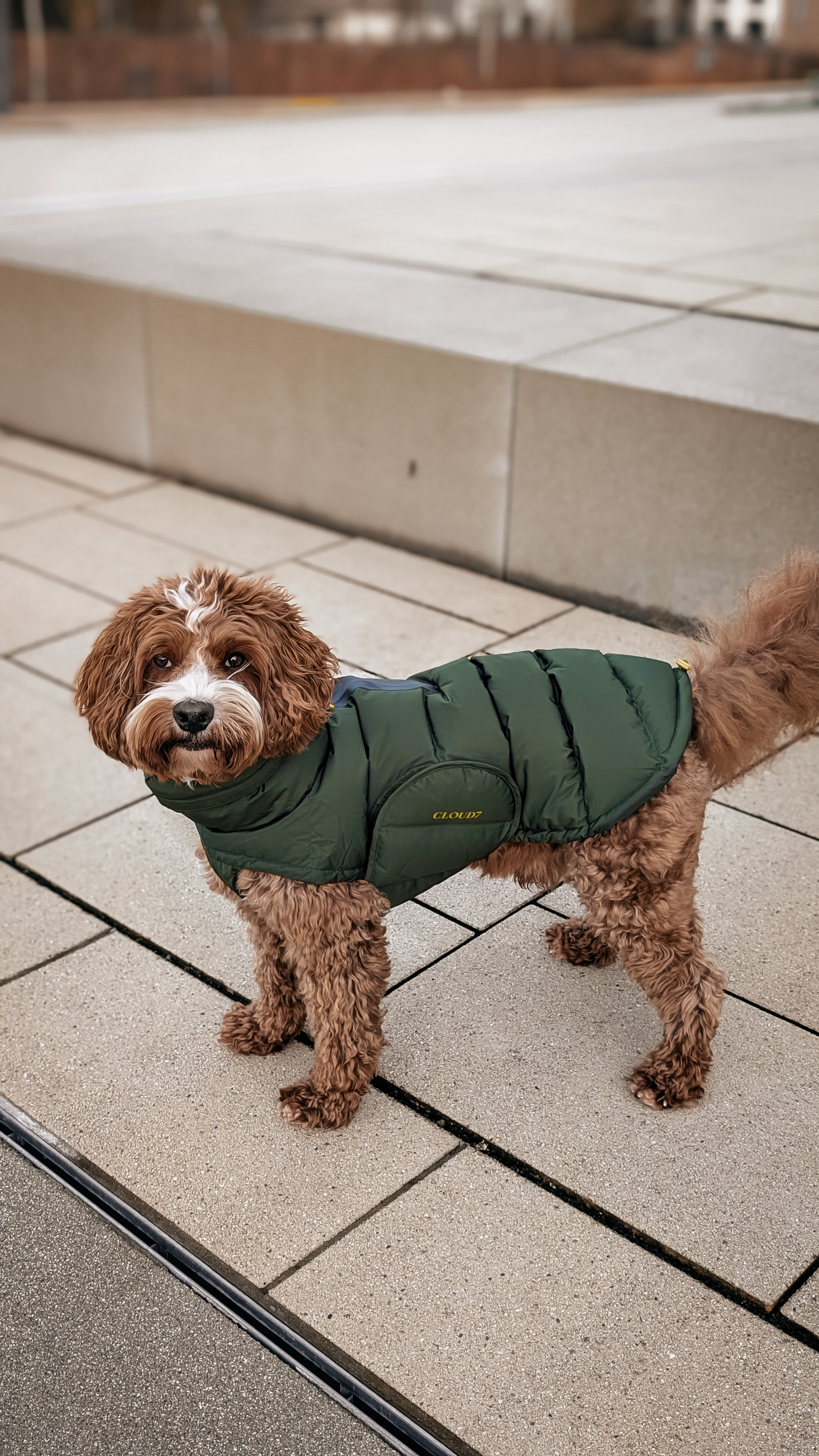Cloud7 Hundemantel Alaska Olive Mantel Winter Hund