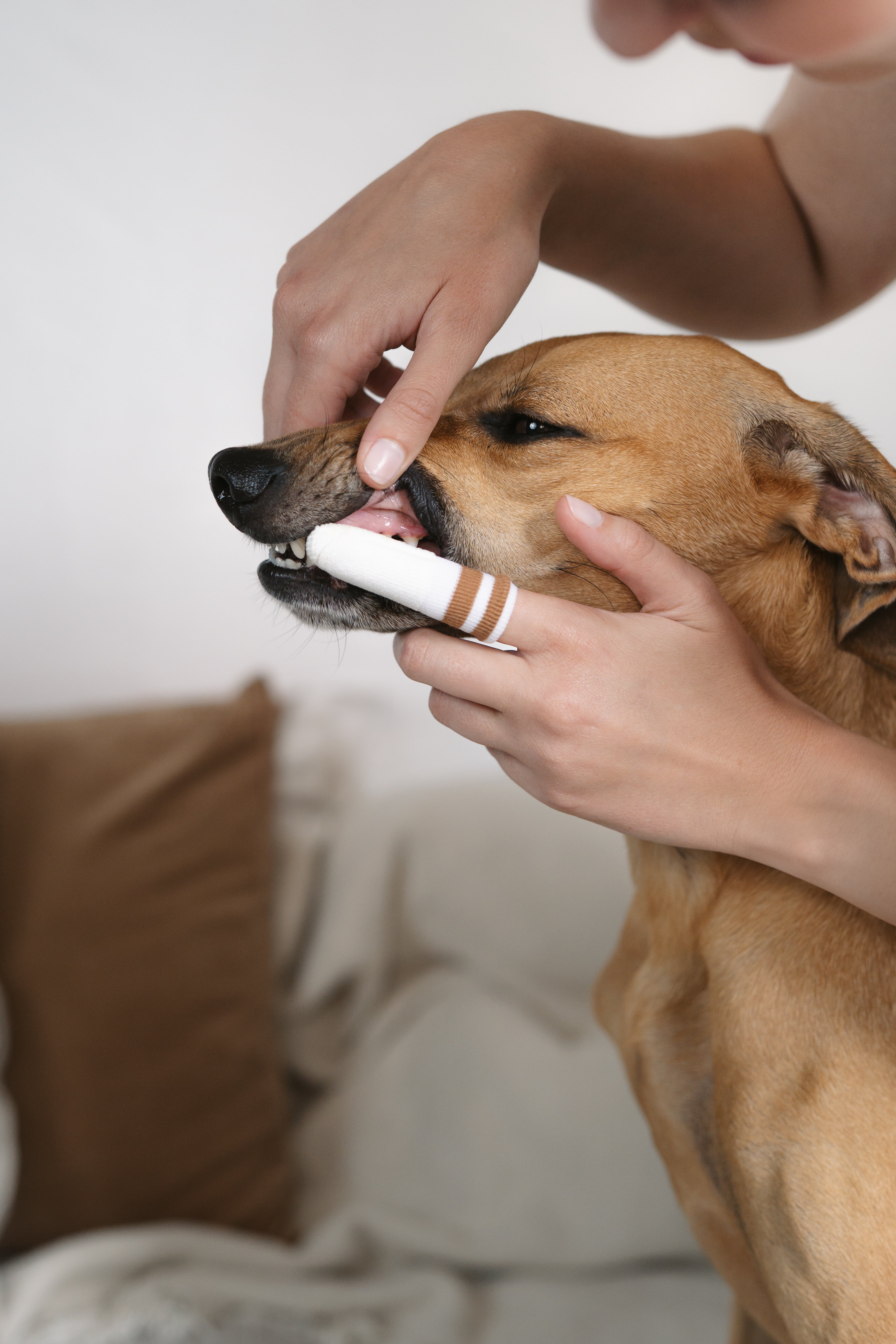 LILA LOVES IT LILADENT Zahncreme Zahncreme für Hunde Zahnbürste für Hunde