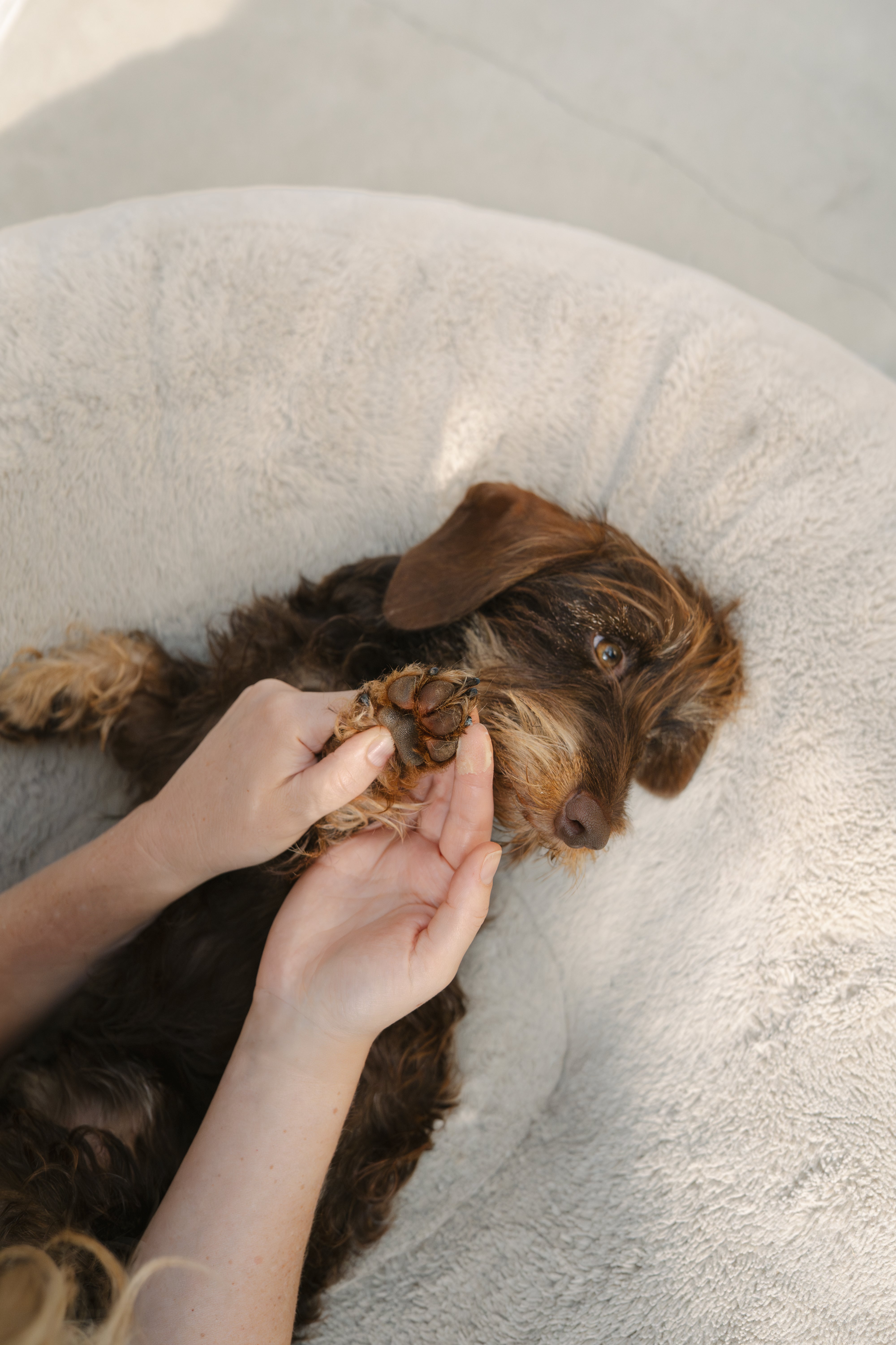 LILA LOVES IT Pfötchenpflege Pfotenpflege für Hunde Balsam Hundepfoten