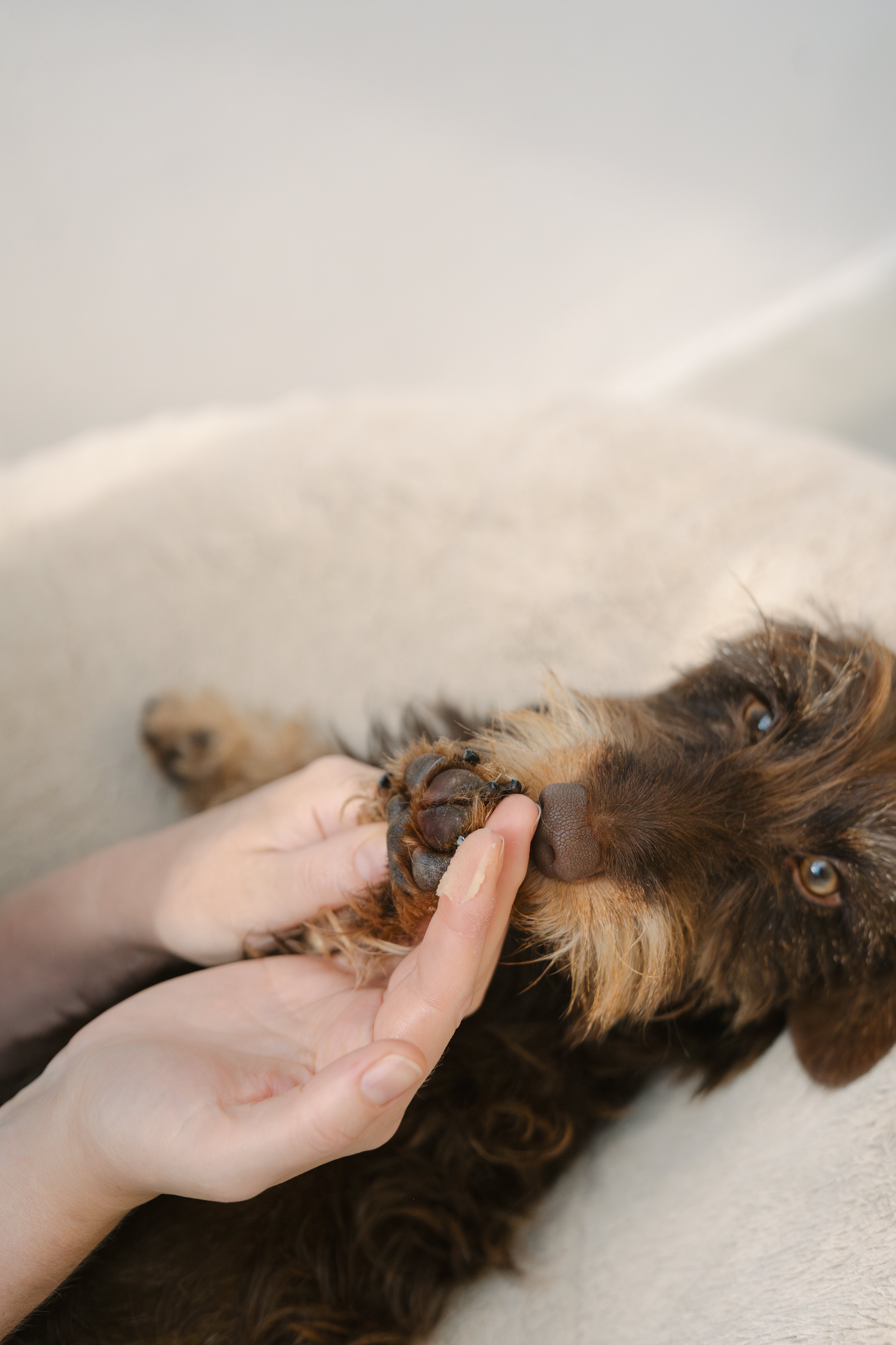 LILA LOVES IT Pfötchenpflege Pfotenpflege für Hunde Pflegecreme Pfoten Hund