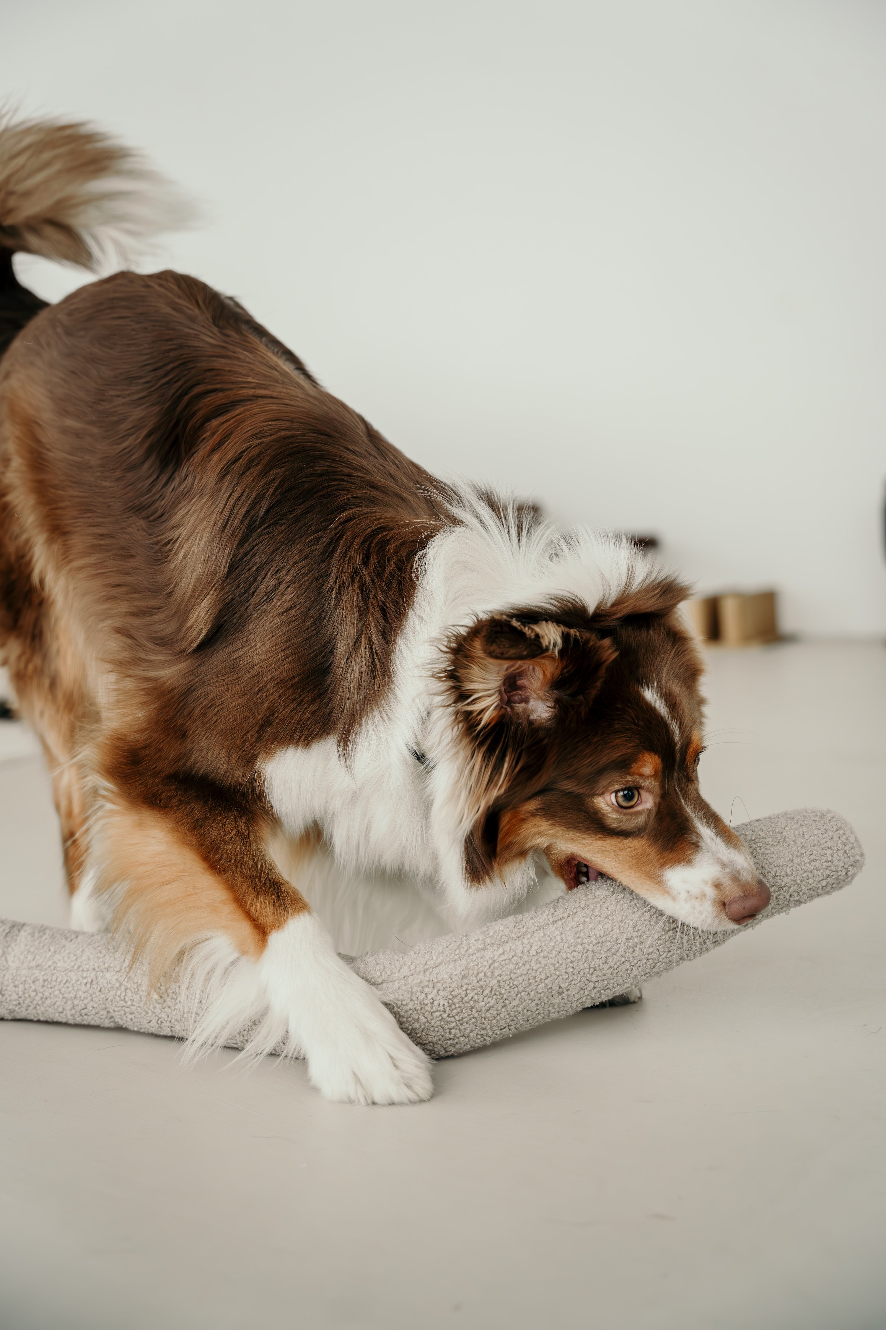 Lambwolf O NOU Spielzeugschlange Hafer Hundespielzeug Welpen Beschäftigung