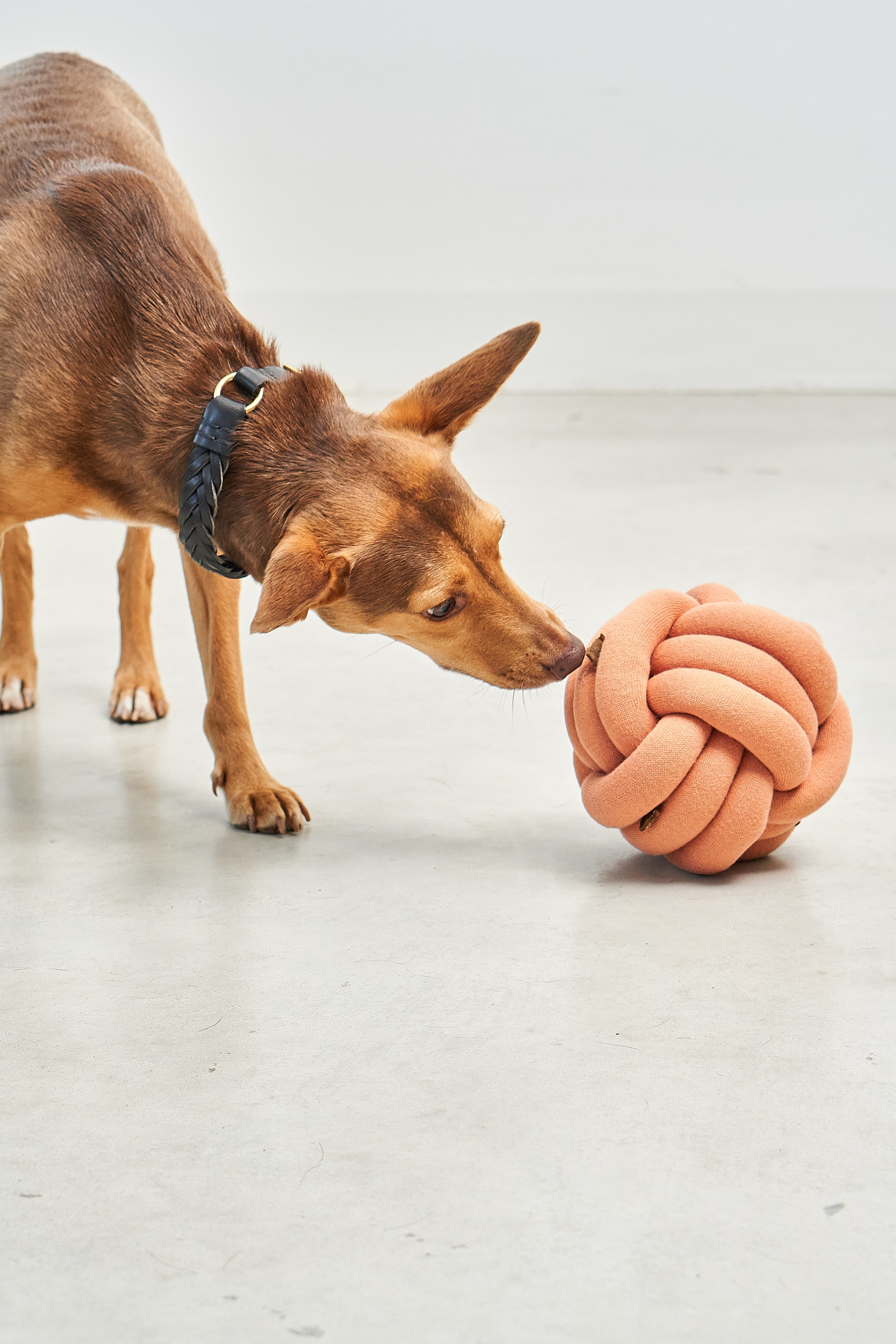 MiaCara Tubo Beschäftigungsspielzeug Dusty Orange Snack Ball Hunde