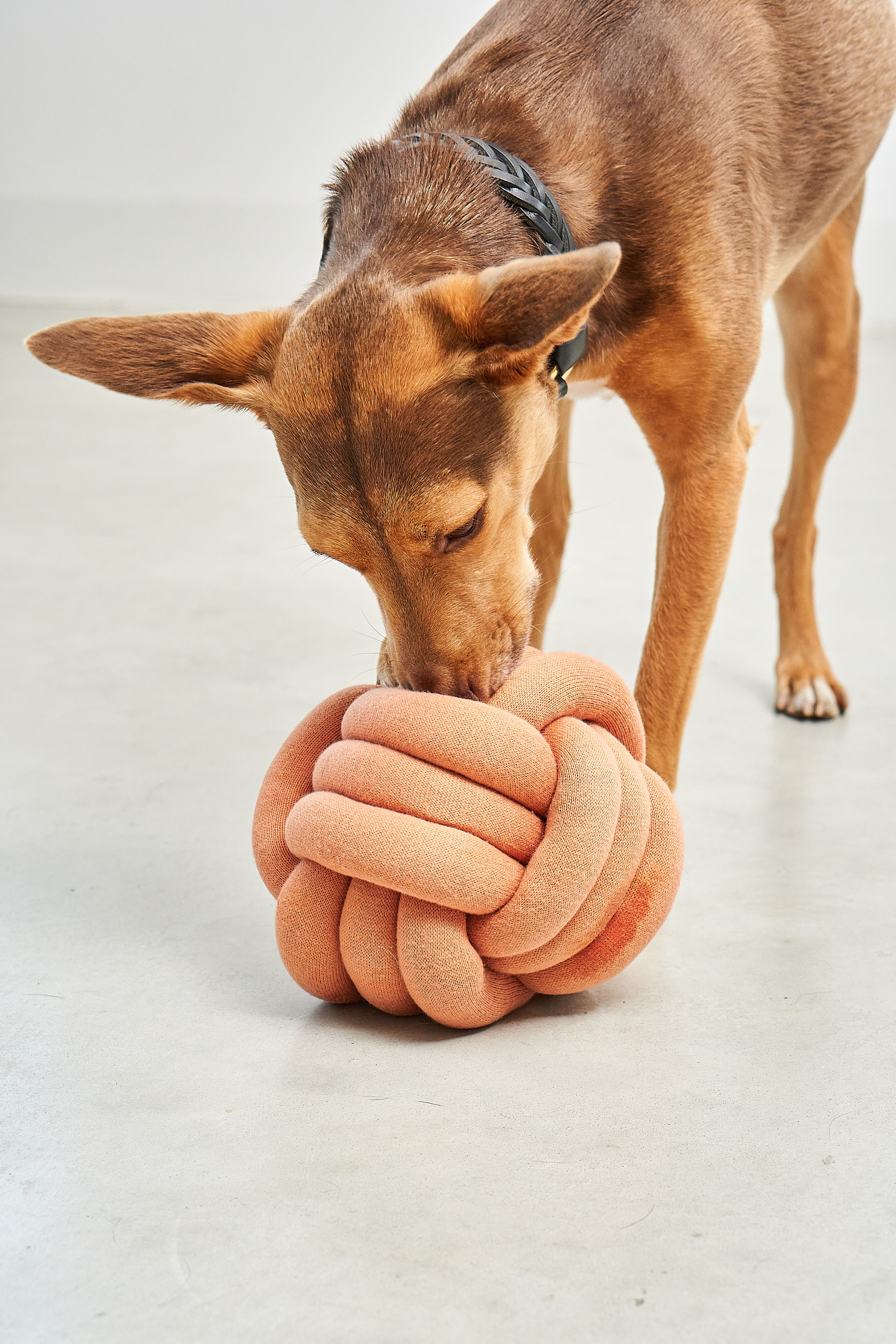 MiaCara Tubo Beschäftigungsspielzeug Dusty Orange Spielzeug für Hunde