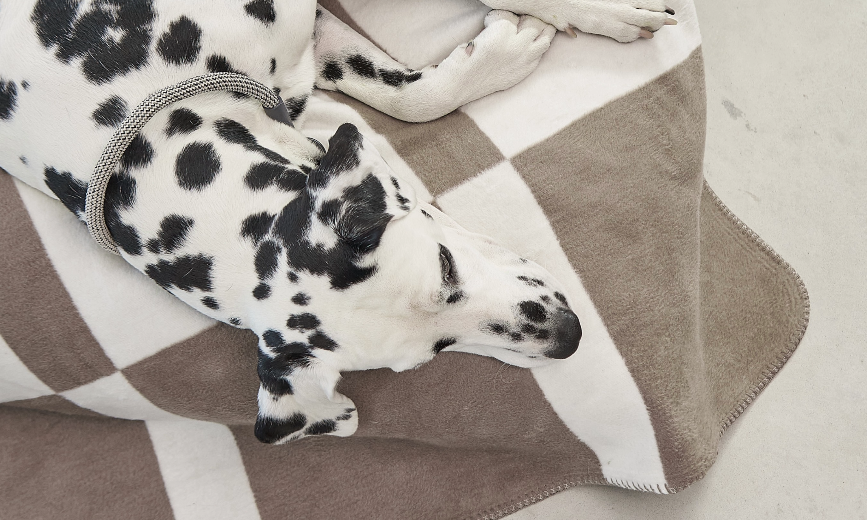 MiaCara Blocco Hundedecke Taupe Decken für Hunde waschbar Hundedecke waschbar Hundedecke waschmaschinengeeignet Schutzdecke Hund