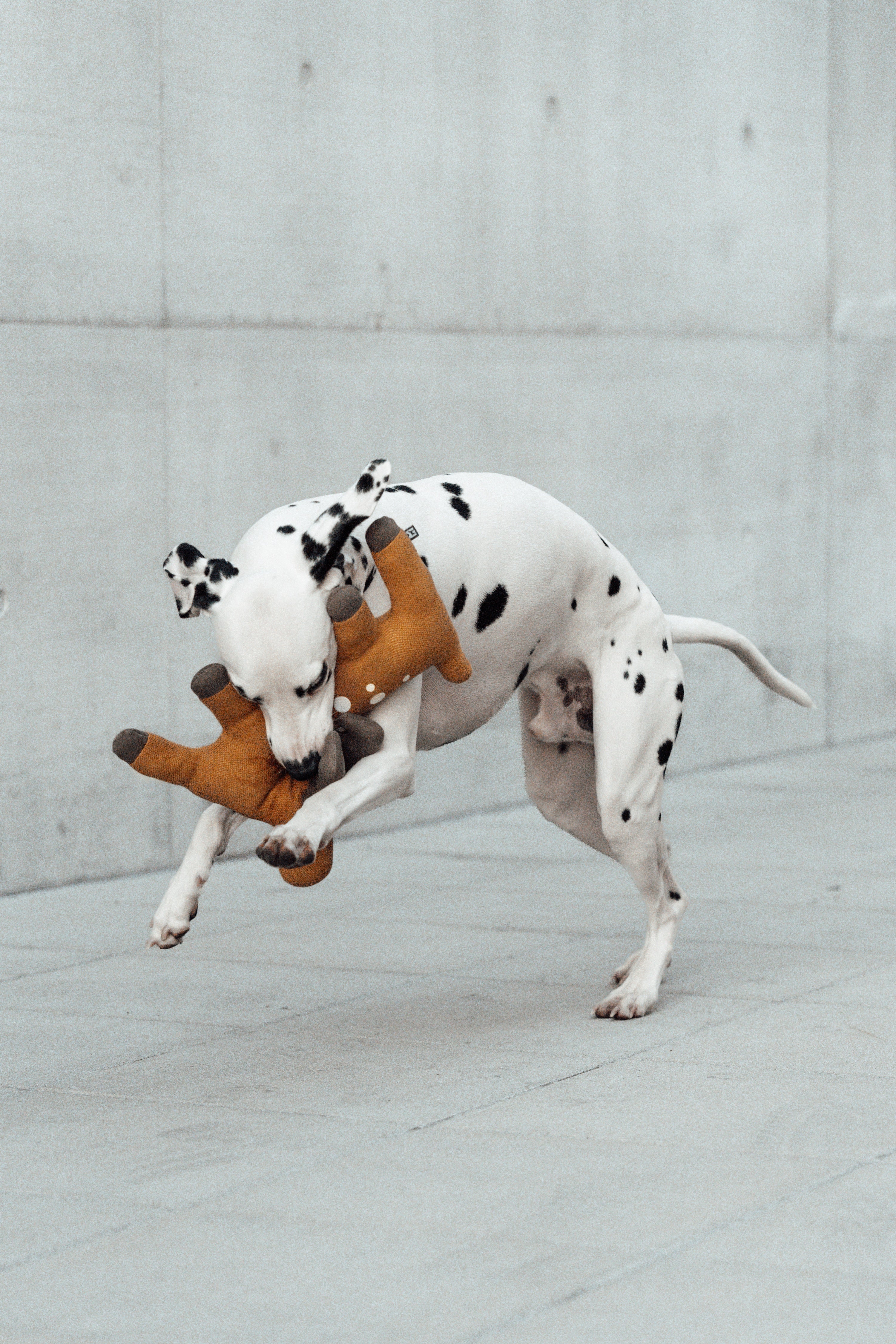 MiaCara Bosco Hundespielzeug Reh Ocker Hundespielzeug Welpen