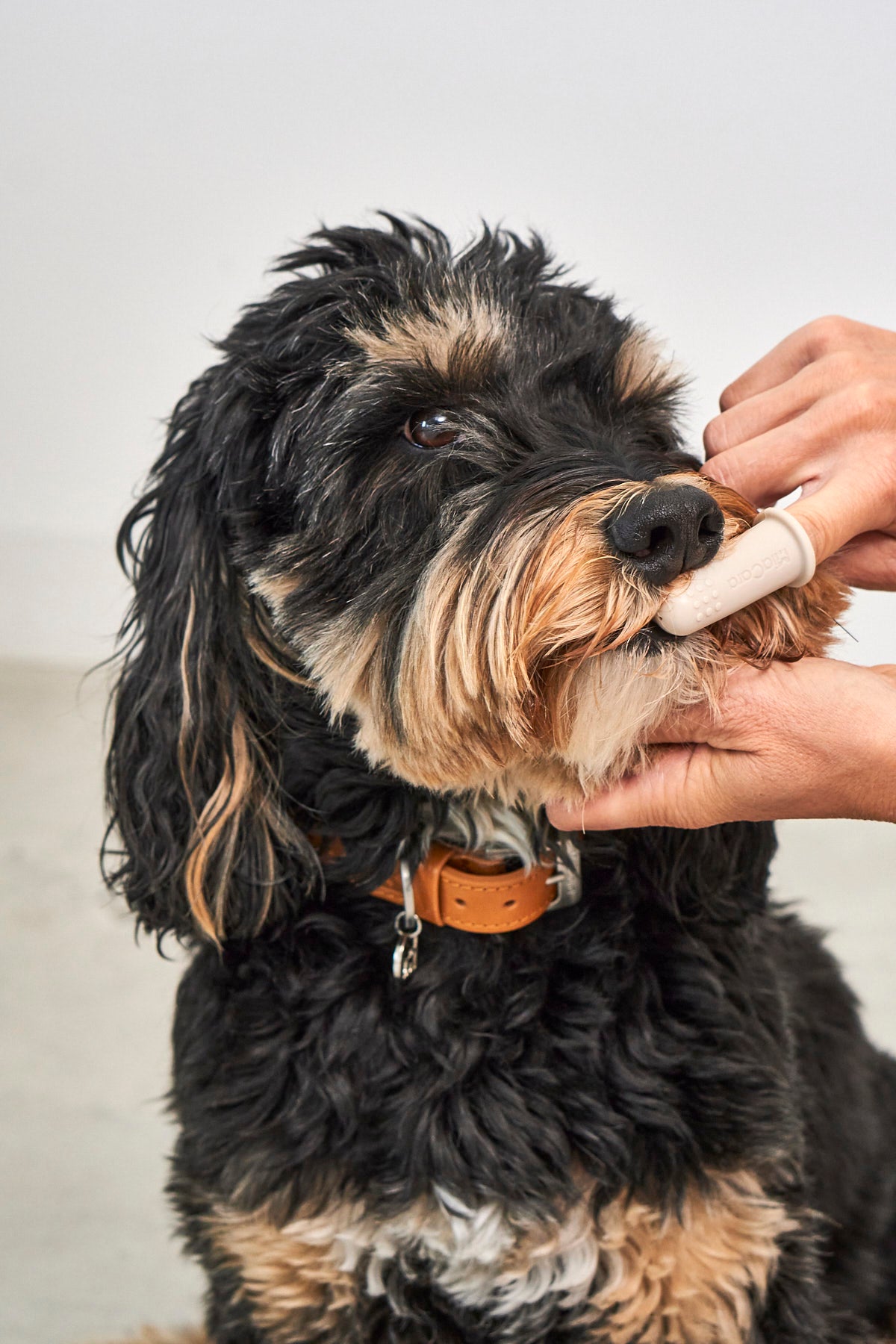 MiaCara Dito Zahnbürste 3er Set - Sage Chai Greige Hunde Zahnreinigung