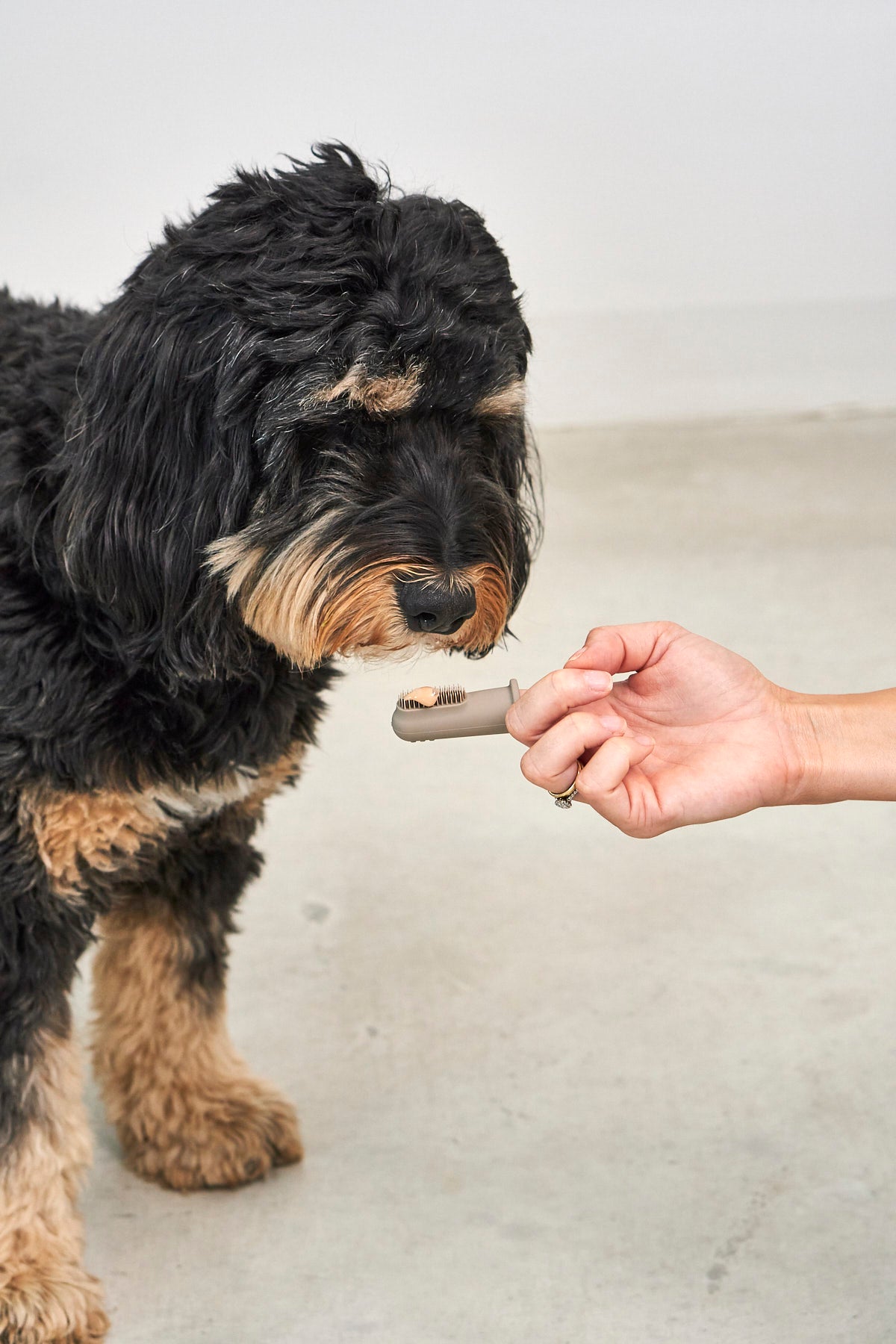 MiaCara Dito Zahnbürste 3er Set - Sage Chai Greige Pflegeprodukte für Hunde
