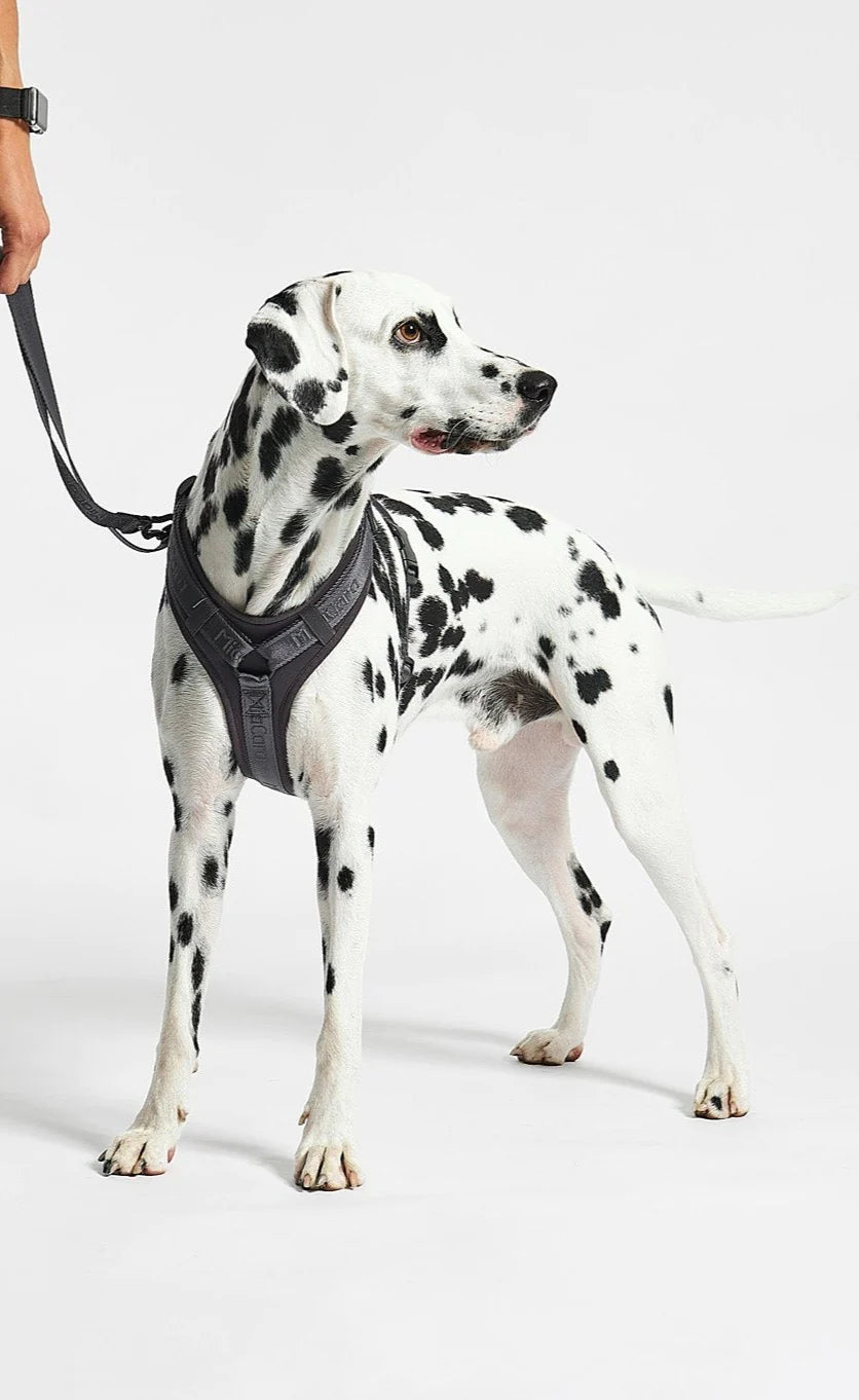 MiaCara Geschirr Modena Asphalt Graues Hundegeschirr