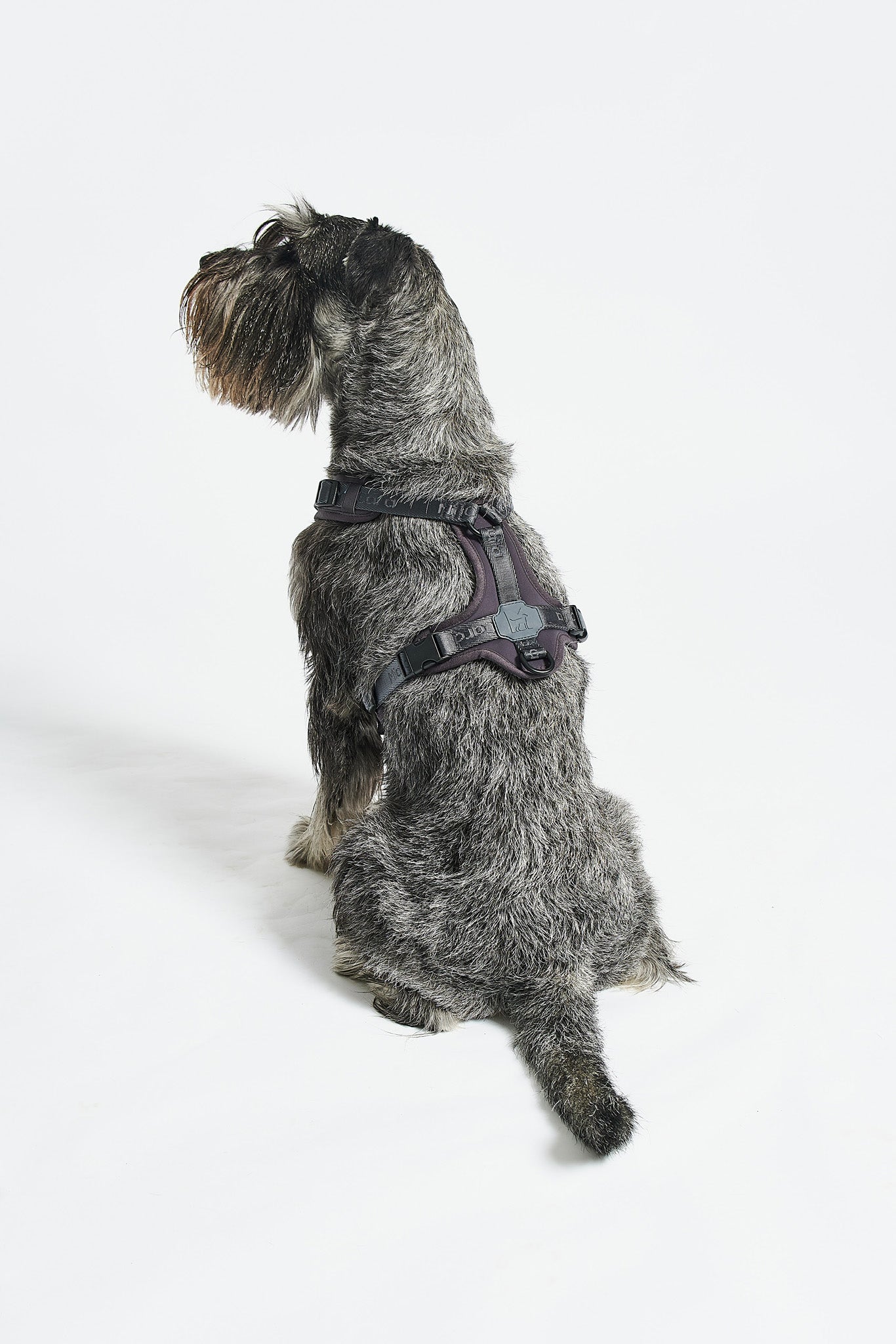 MiaCara Geschirr Modena Asphalt graues Hundegeschirr