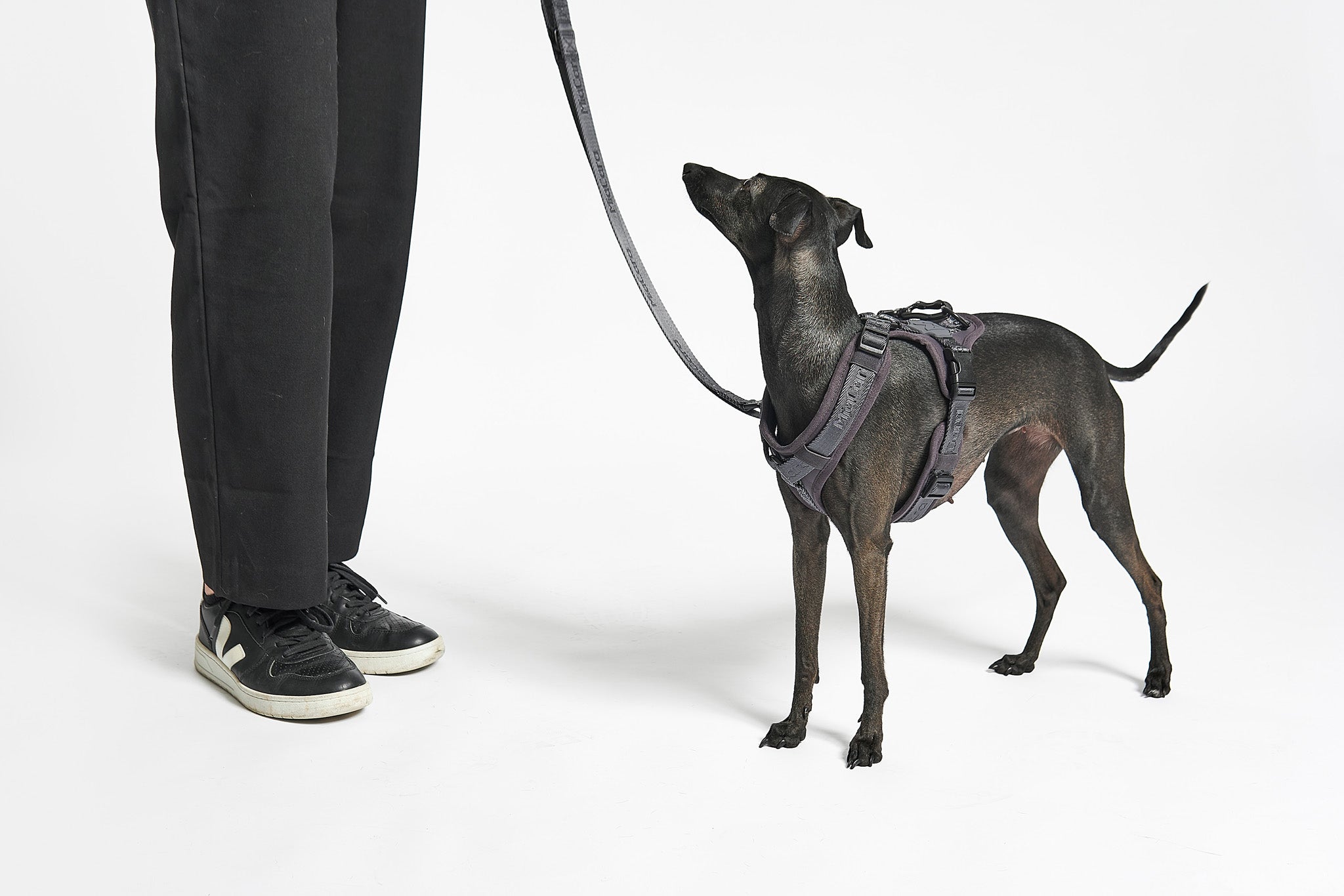 MiaCara Geschirr Modena Asphalt stylisches Hundegeschirr