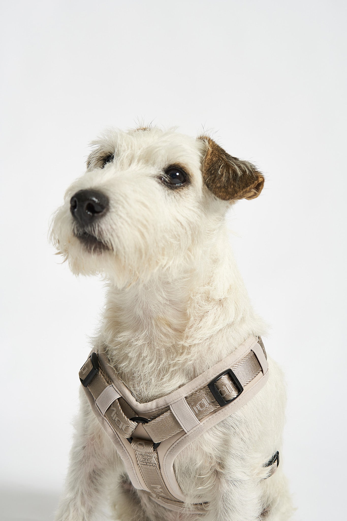 MiaCara Geschirr Modena Greige verstellbares Hundegeschirr fuer kleine Hunde