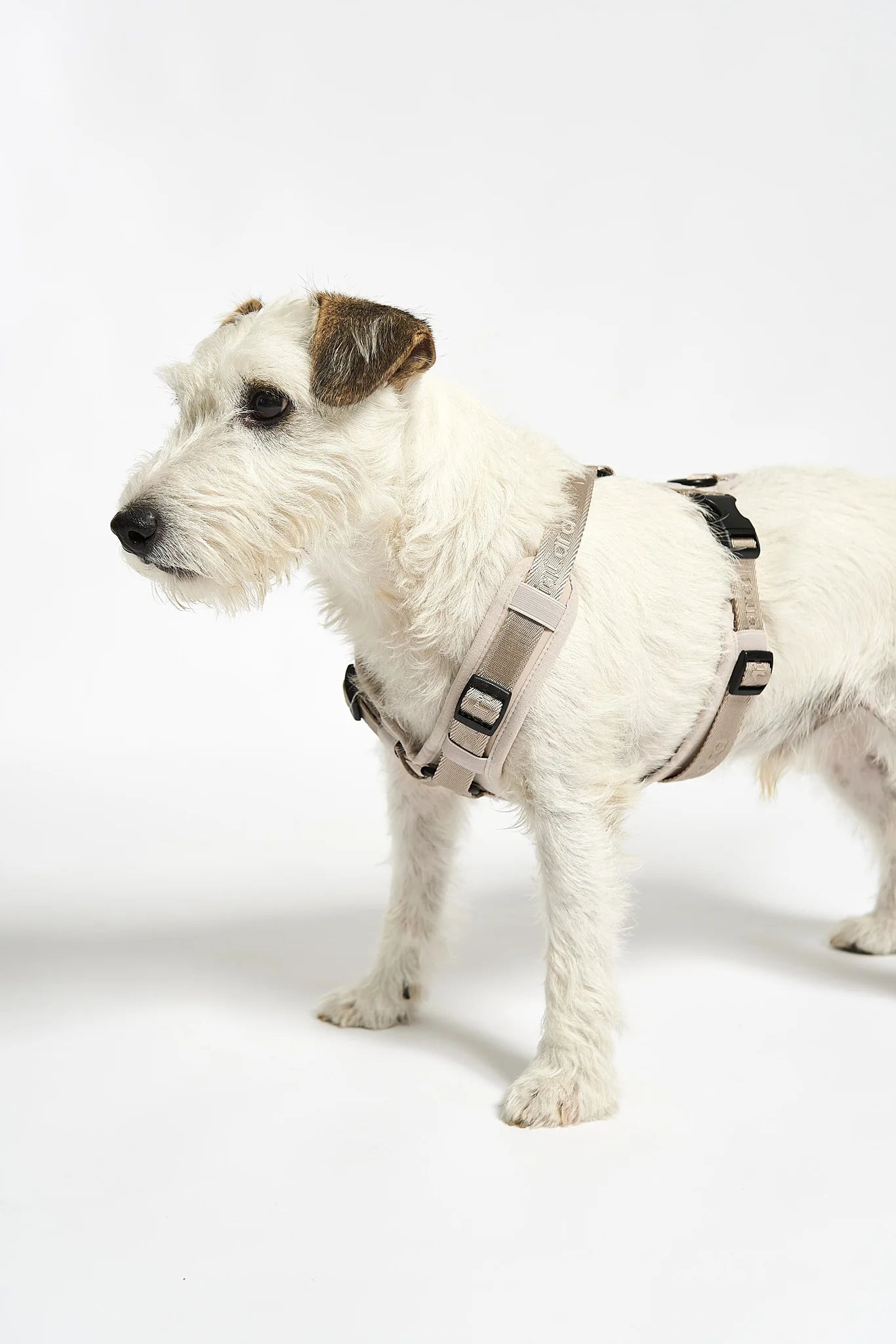 MiaCara Geschirr Modena Greige verstellbares Hundegeschirr